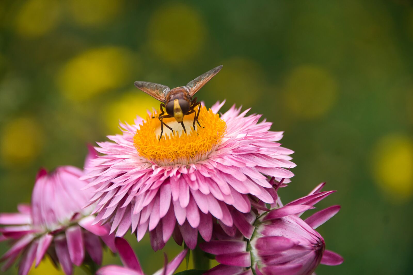 Sony ILCA-77M2 sample photo. Aster, hoverfly, blossom photography