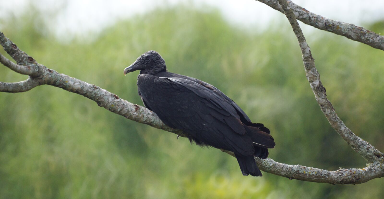 Sony Alpha DSLR-A390 sample photo. Ave, fauna, gallinazo photography