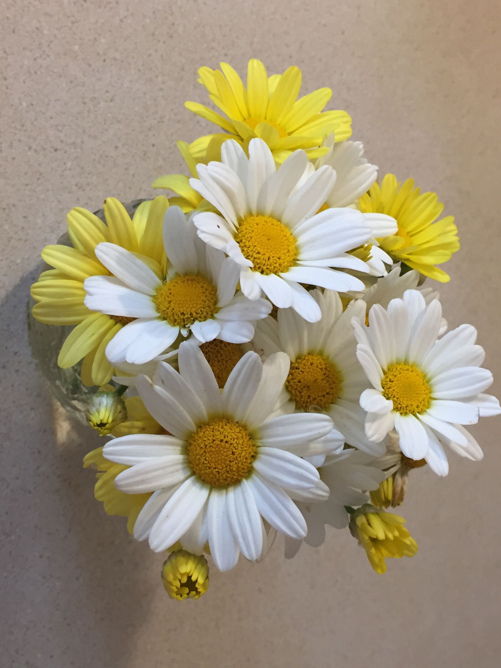 iPhone 6 back camera 4.15mm f/2.2 sample photo. Daisies, flowers, bloom photography