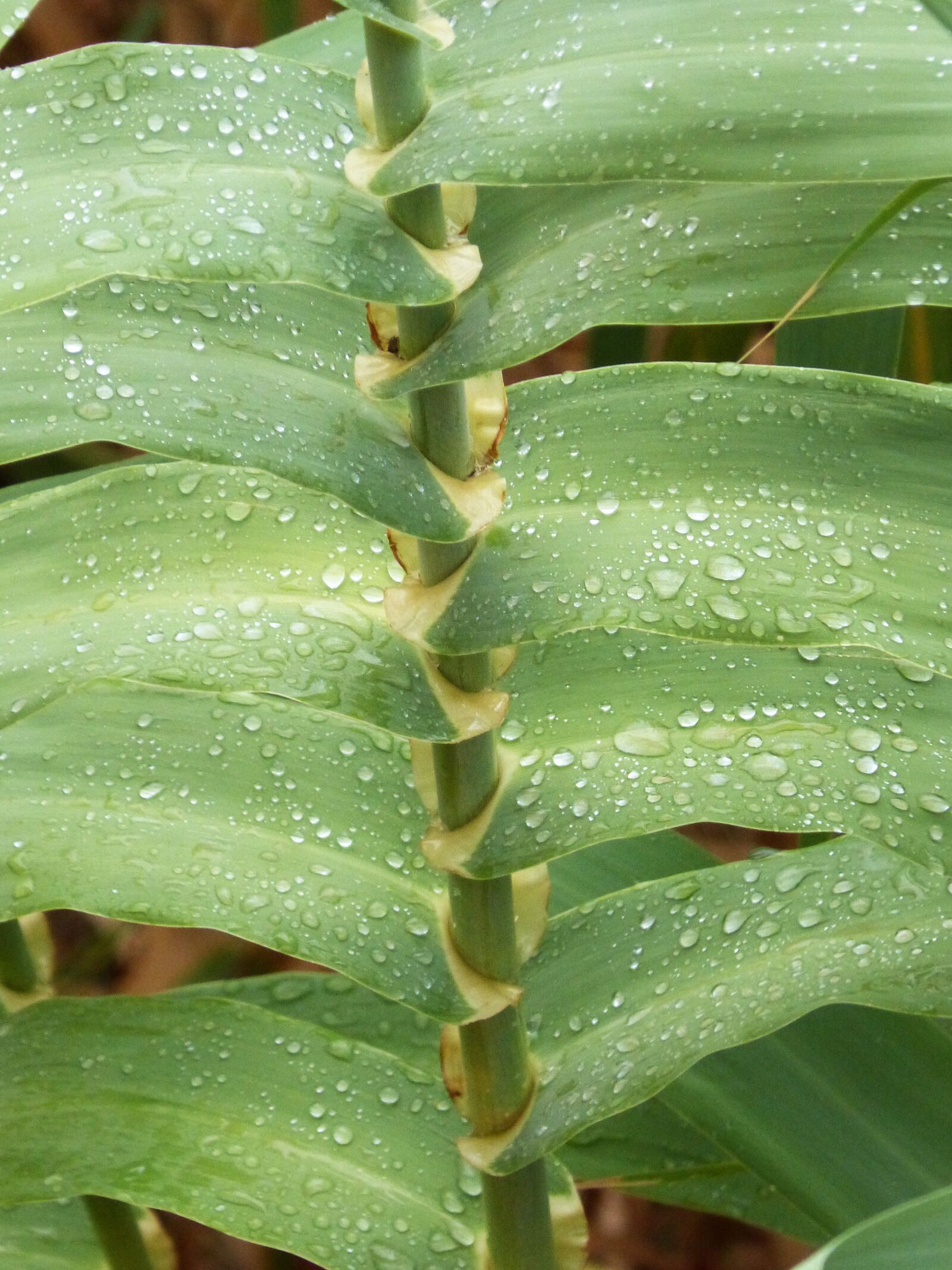Panasonic DMC-FZ62 sample photo. Canaveral, american cane, wet photography