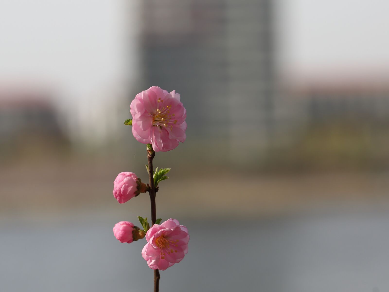 Canon EF 100mm F2.8L Macro IS USM sample photo. Nature, flower, plant photography