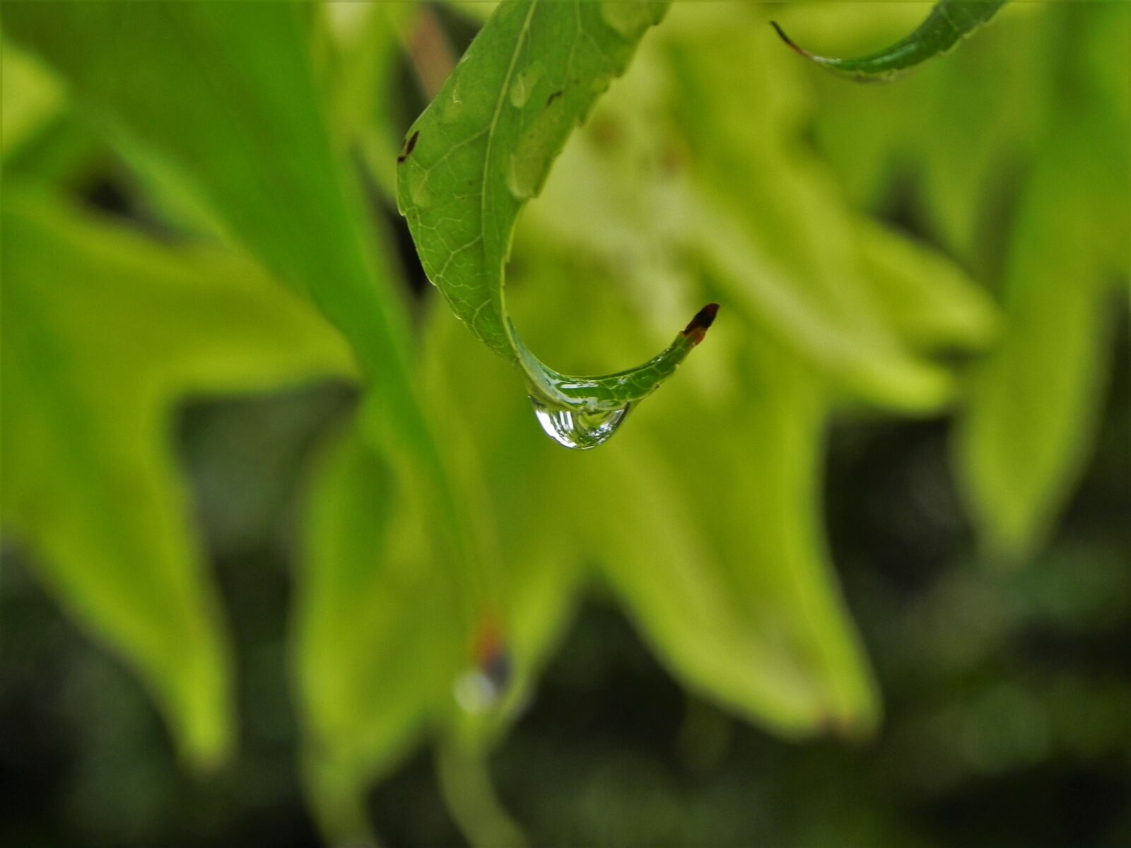 Nikon Coolpix P100 sample photo. Leaves, water drop, nature photography