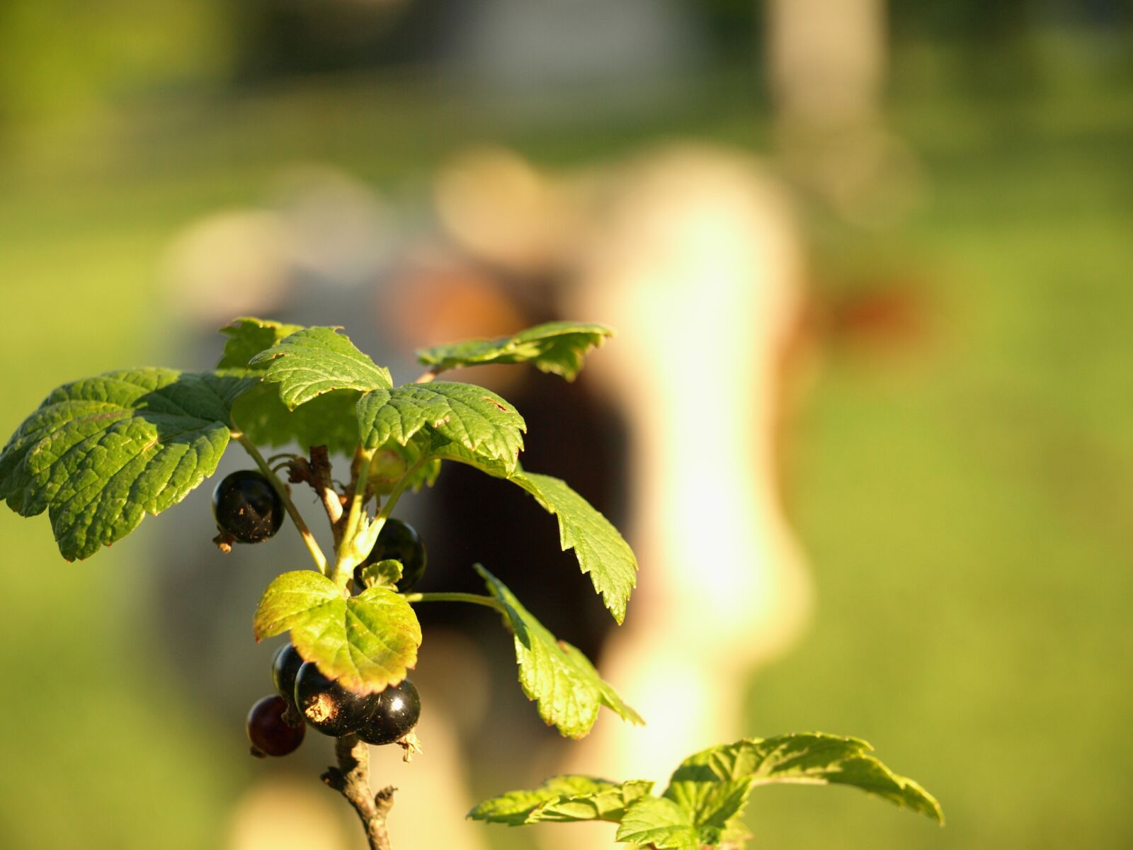 Olympus E-510 (EVOLT E-510) sample photo. Currant, nature, fruit photography
