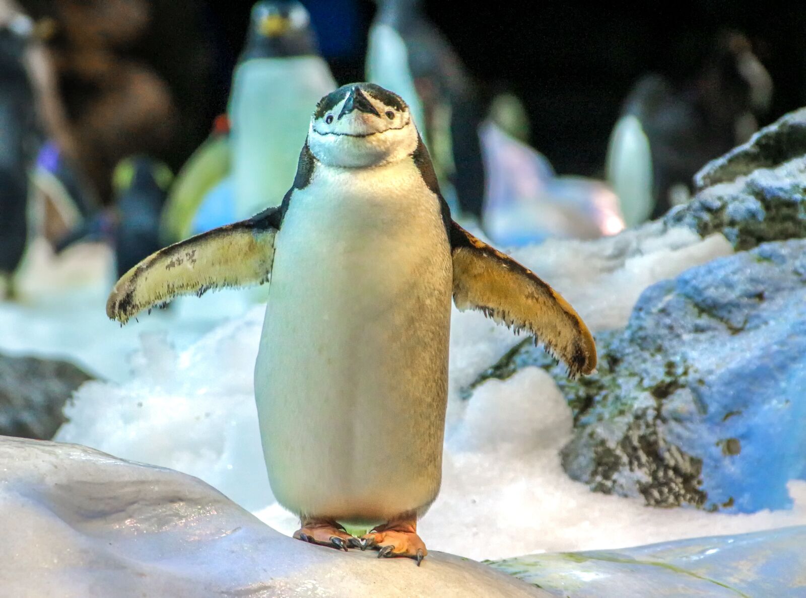 Canon EOS 650D (EOS Rebel T4i / EOS Kiss X6i) sample photo. Nature, animal, penguin photography