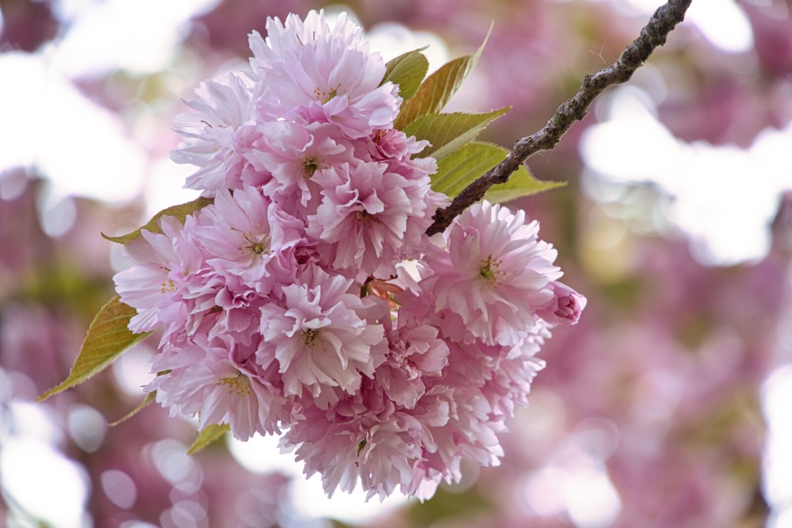 Sony a6400 sample photo. Cherry blossom, park, spring photography