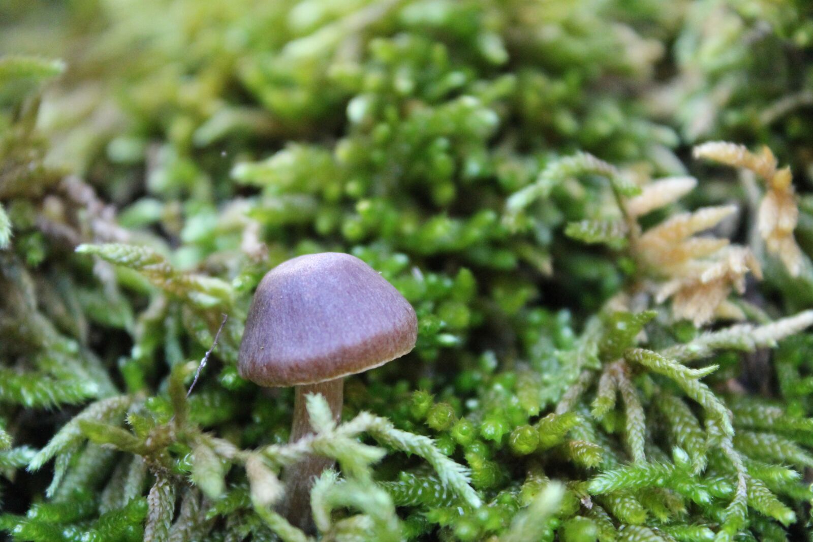 Canon EOS 1100D (EOS Rebel T3 / EOS Kiss X50) sample photo. Mushrooms, moss, close up photography