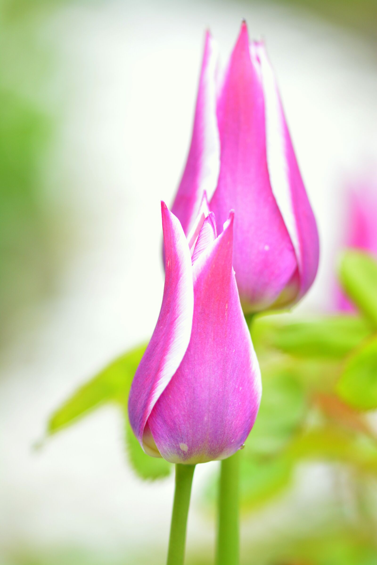 Nikon D5200 sample photo. Tulip, violet, pink photography
