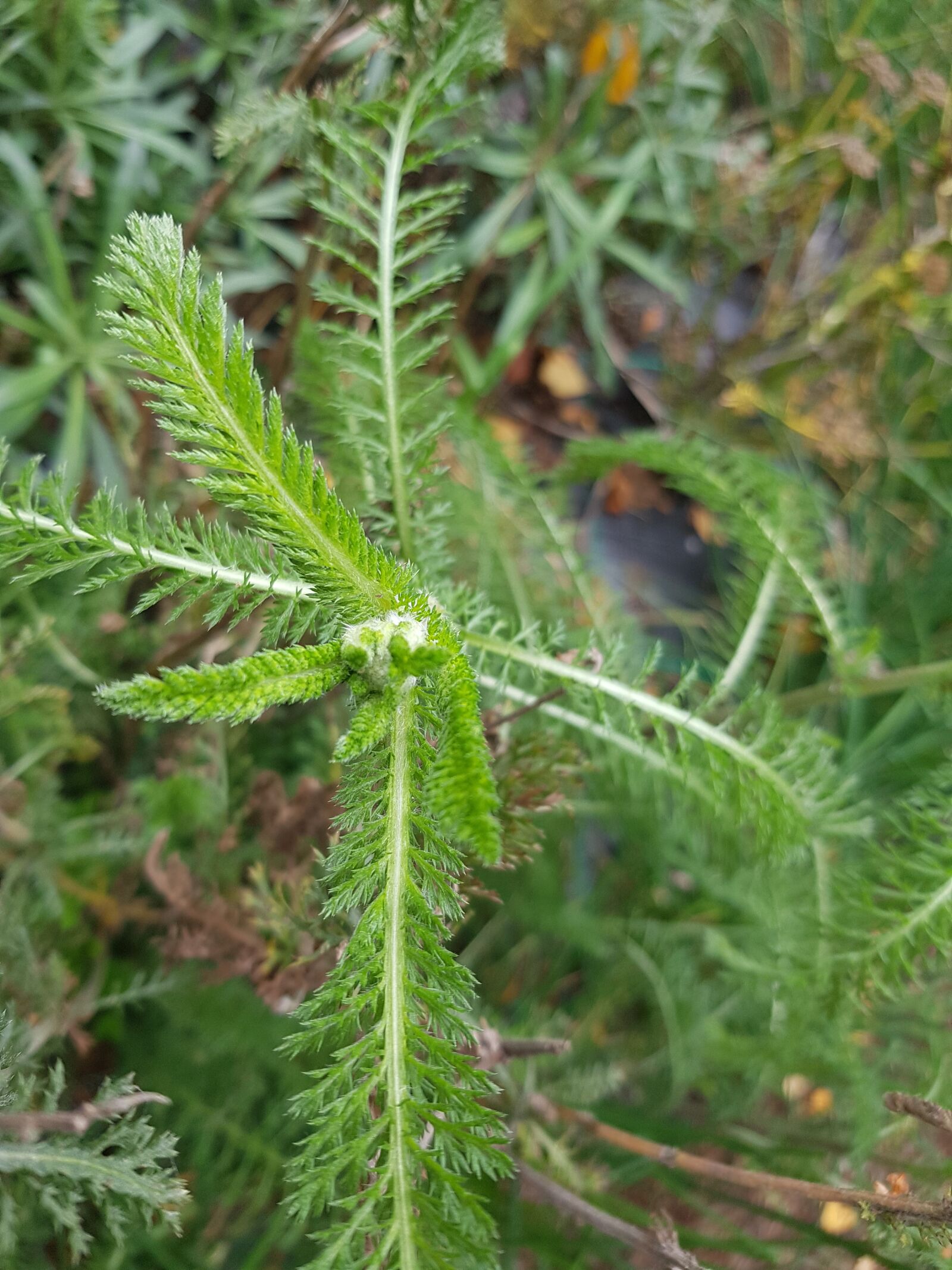 Samsung SM-G930F sample photo. My, rosemary, plant photography