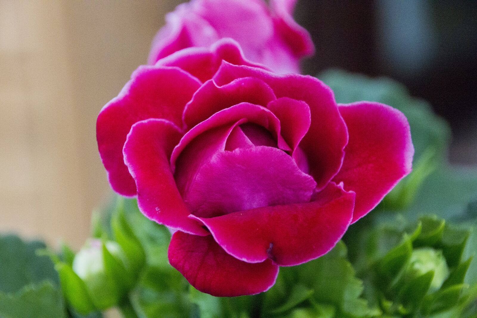 Canon EOS 60D sample photo. Kalanchoe, flower, nature photography
