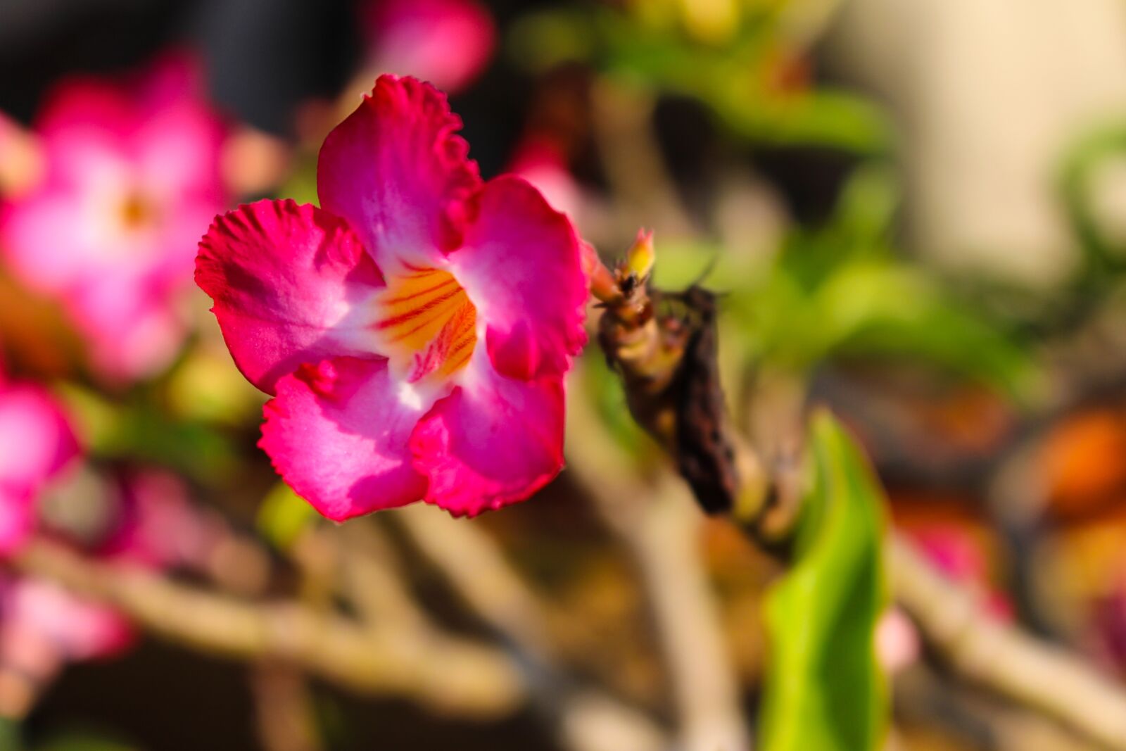 Canon EOS 700D (EOS Rebel T5i / EOS Kiss X7i) sample photo. Flowers, pink, flower photography