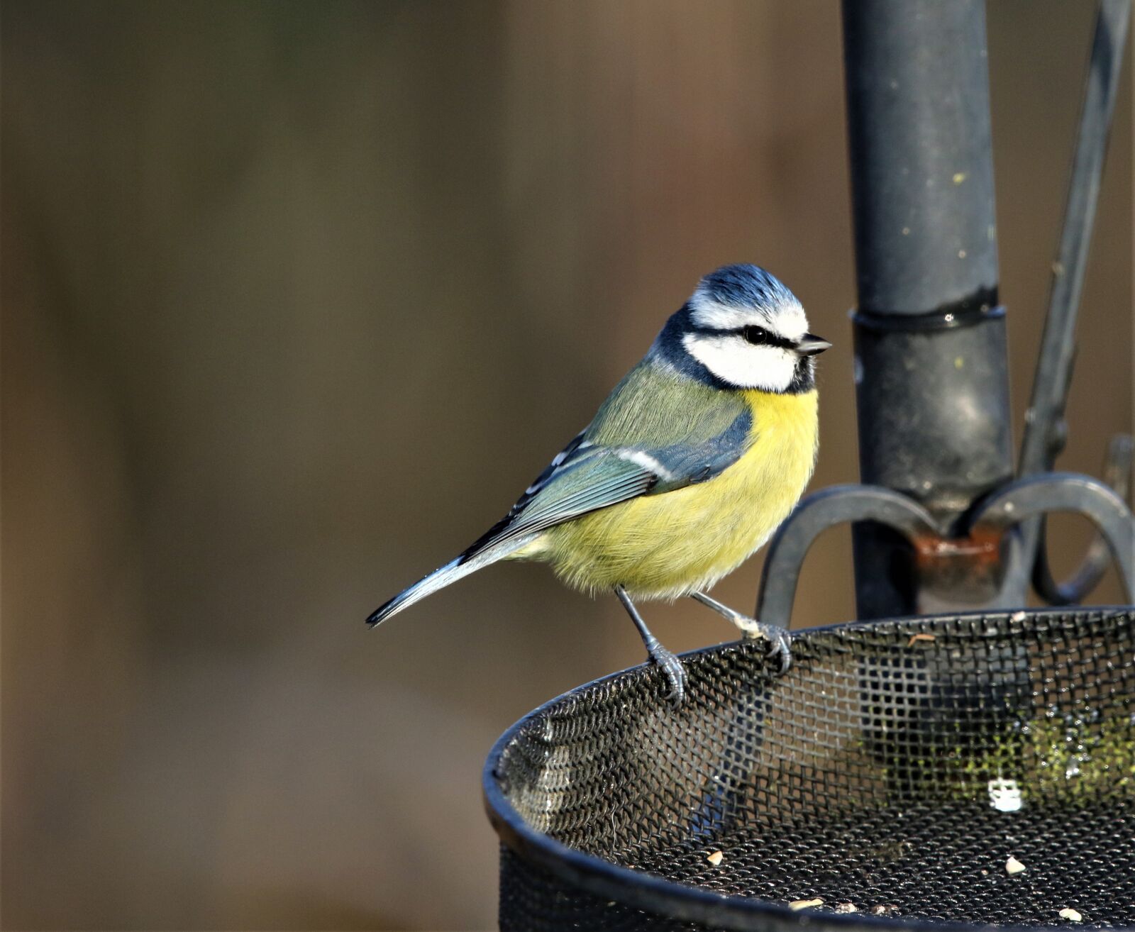 150-600mm F5-6.3 DG OS HSM | Contemporary 015 sample photo. Blue tit, tit, small photography