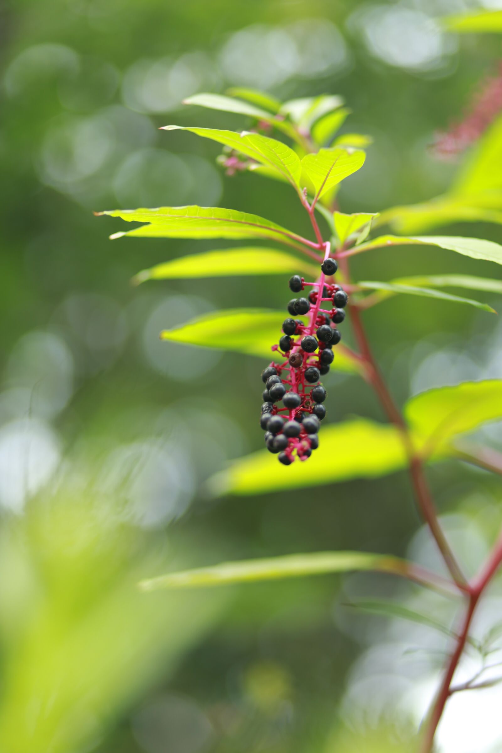 Canon EF 85mm F1.8 USM sample photo. Fruit, nature, leaf photography