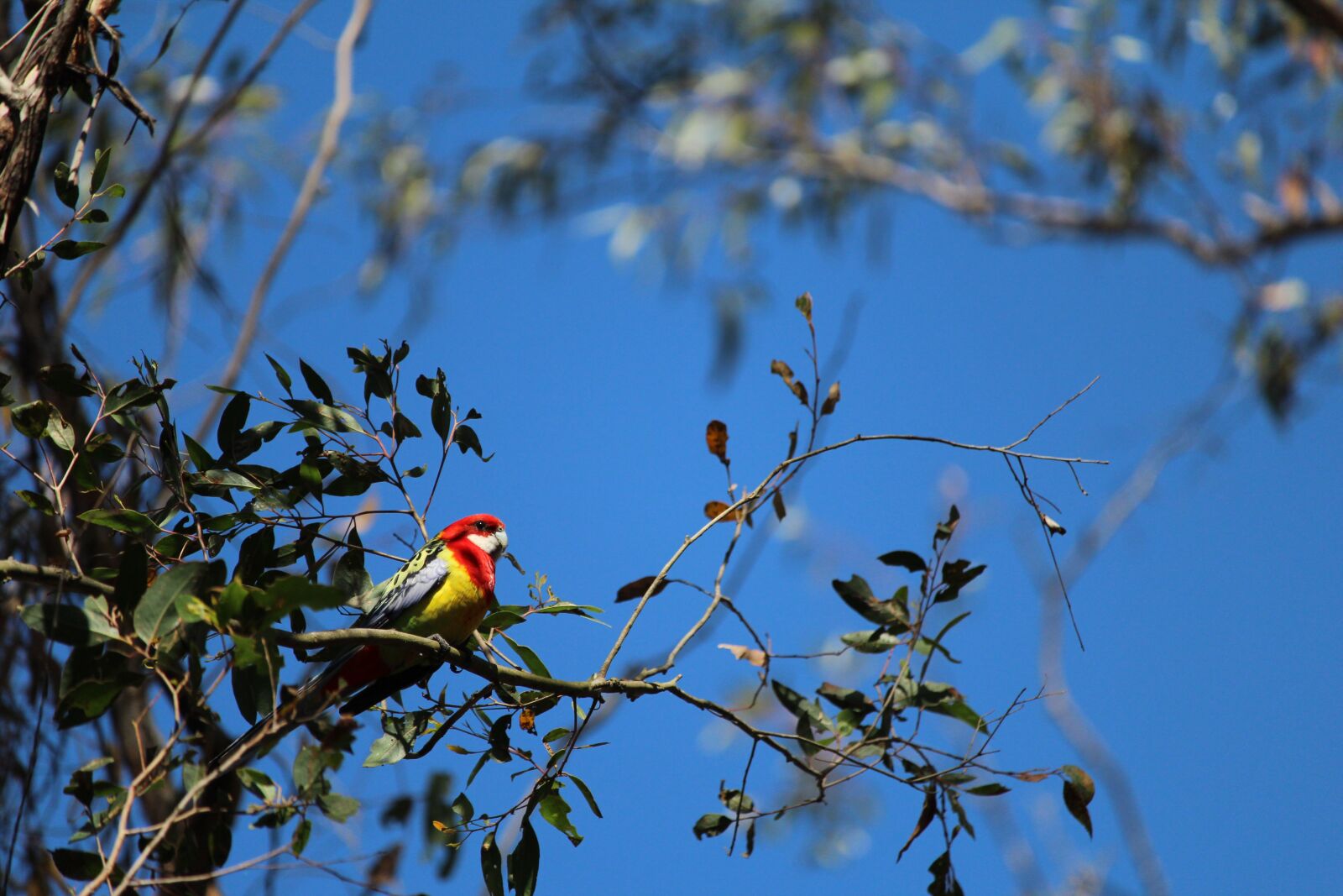 Canon EOS 1200D (EOS Rebel T5 / EOS Kiss X70 / EOS Hi) sample photo. Parrot, bird, gum photography