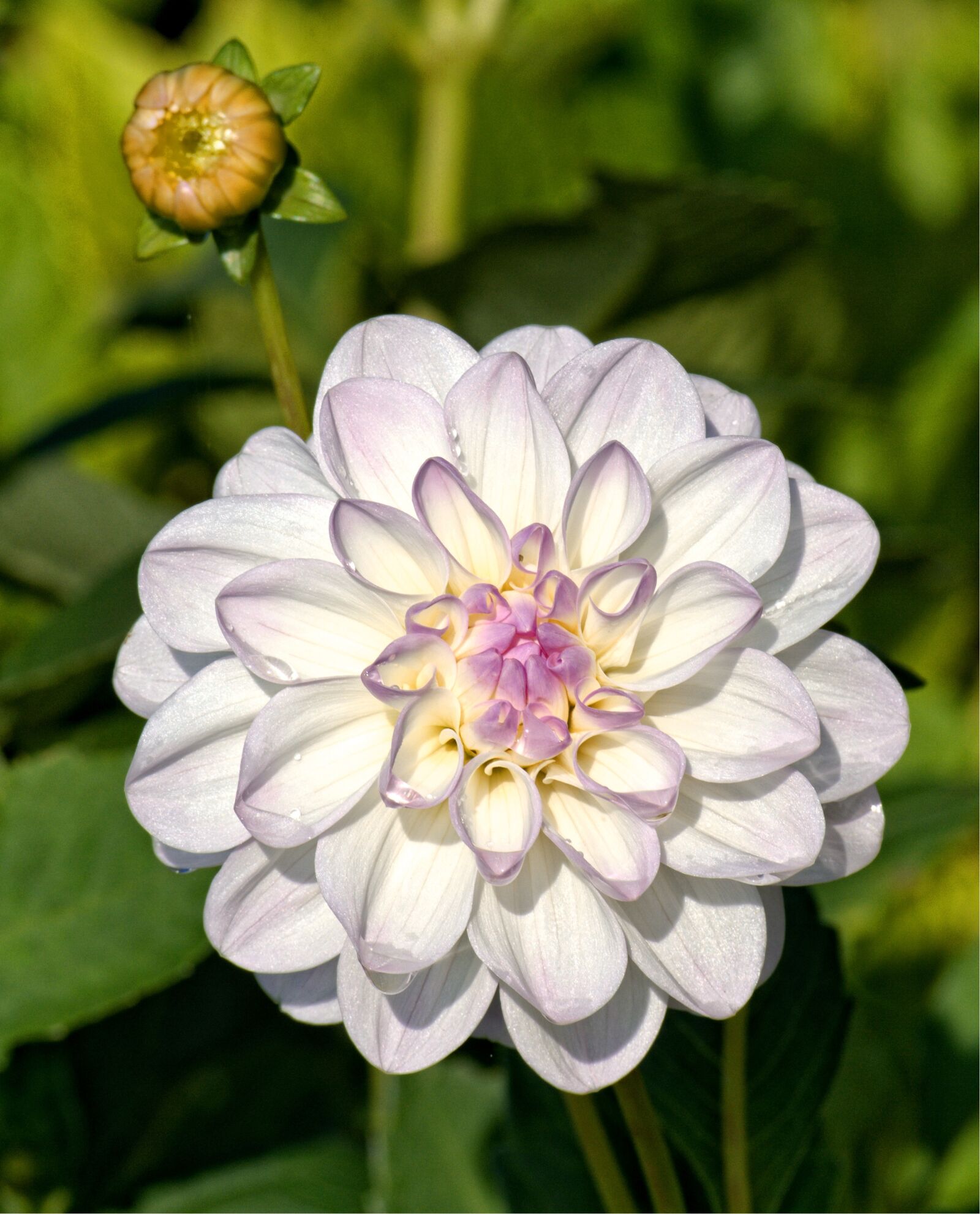 55.0-200.0mm f/4.0-f/5.6 sample photo. Autumn, dahlia, blossom photography