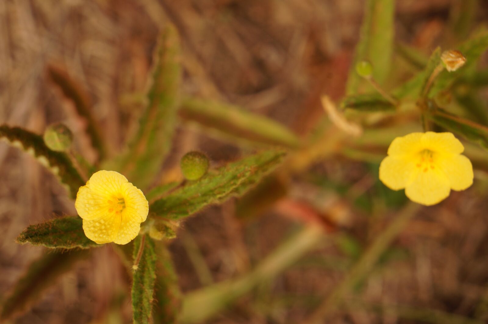 Sony Alpha NEX-F3 sample photo. Amazonian saw flower, yellow photography