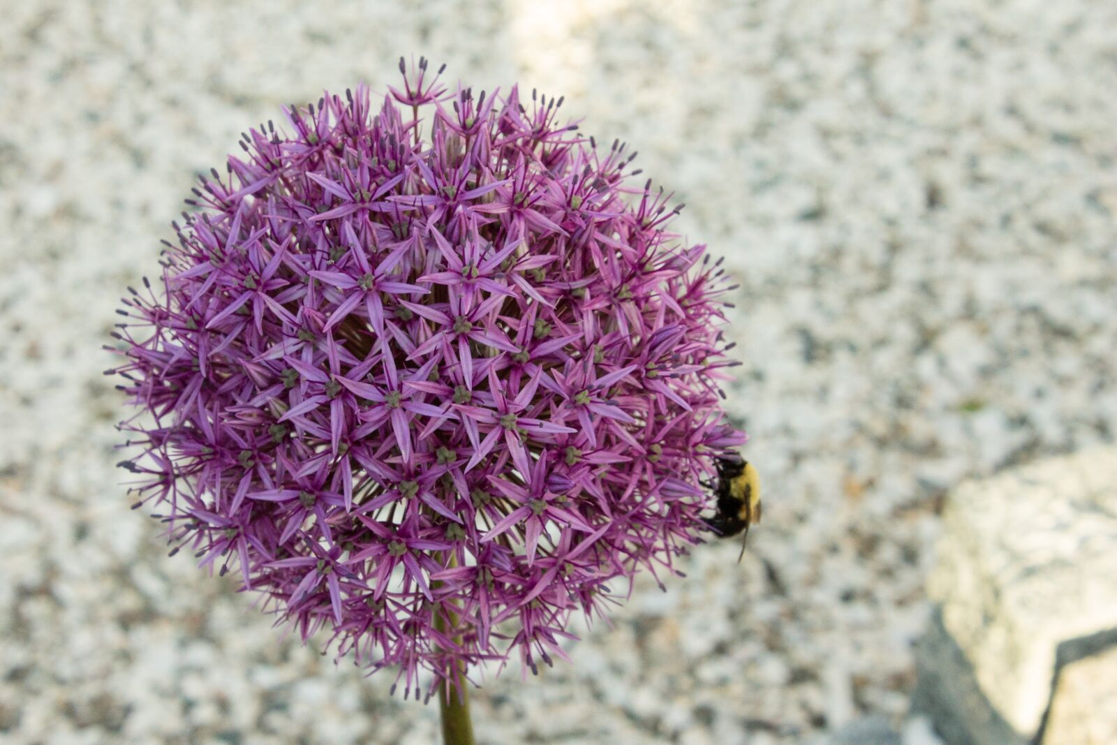 Canon EOS 1100D (EOS Rebel T3 / EOS Kiss X50) sample photo. Flowers, bees, lavender photography