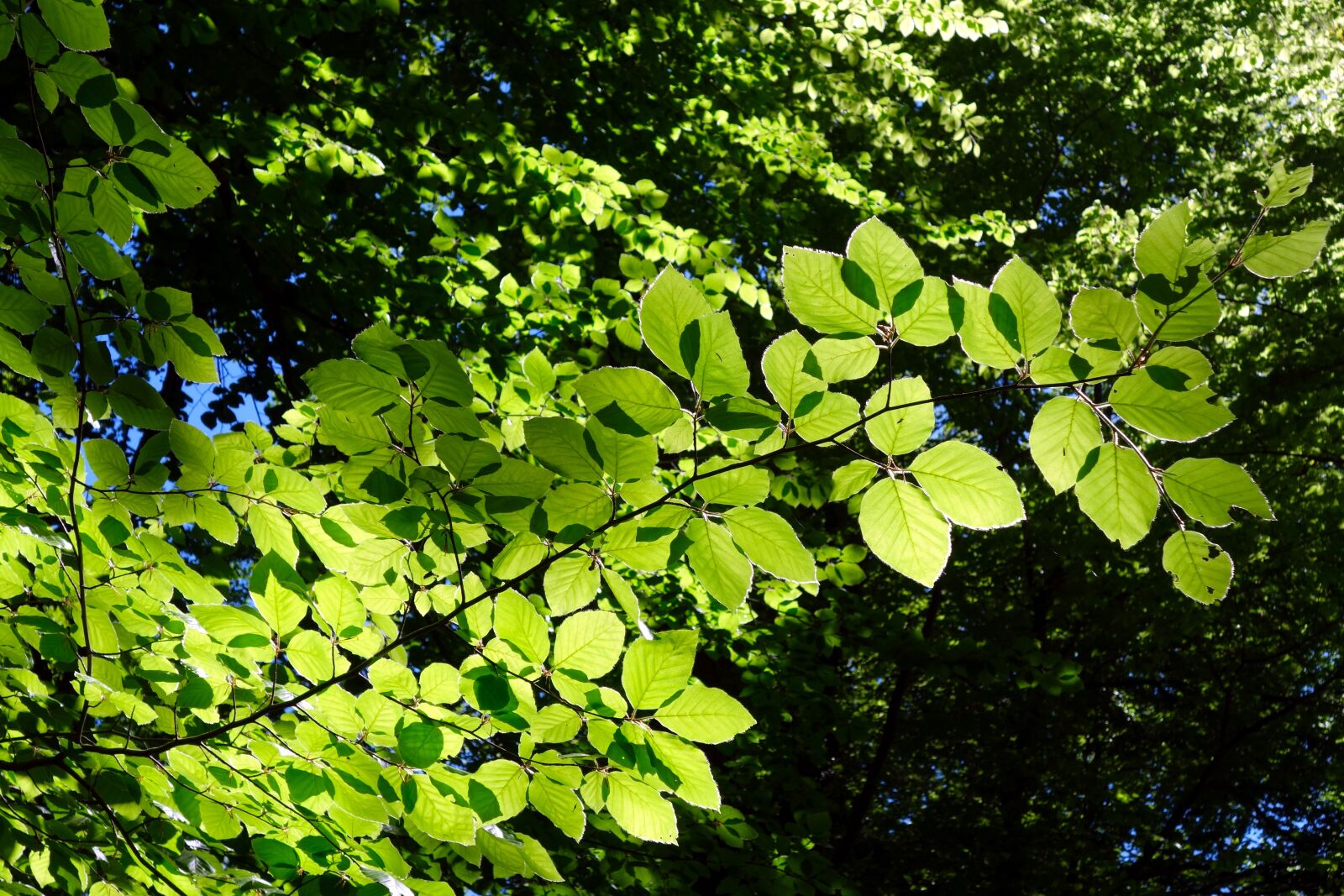 Sony Cyber-shot DSC-RX100 sample photo. Beech, leaf, plant photography