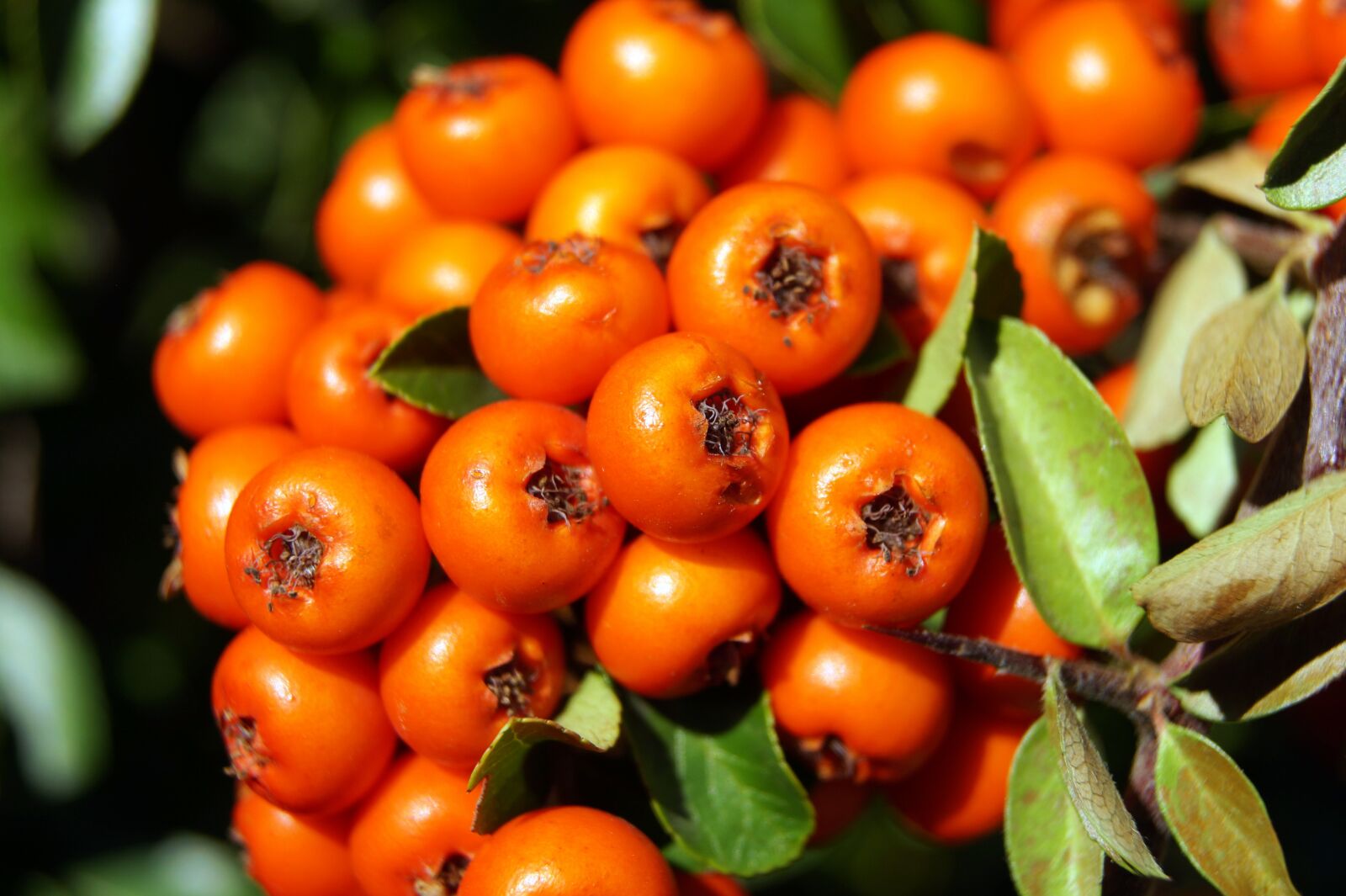 Sony DT 18-55mm F3.5-5.6 SAM II sample photo. Special, nature, macro photography