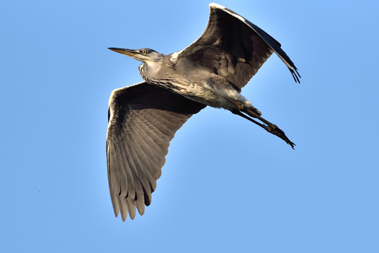 Nikon D750 sample photo. Heron, blue sky, feathers photography