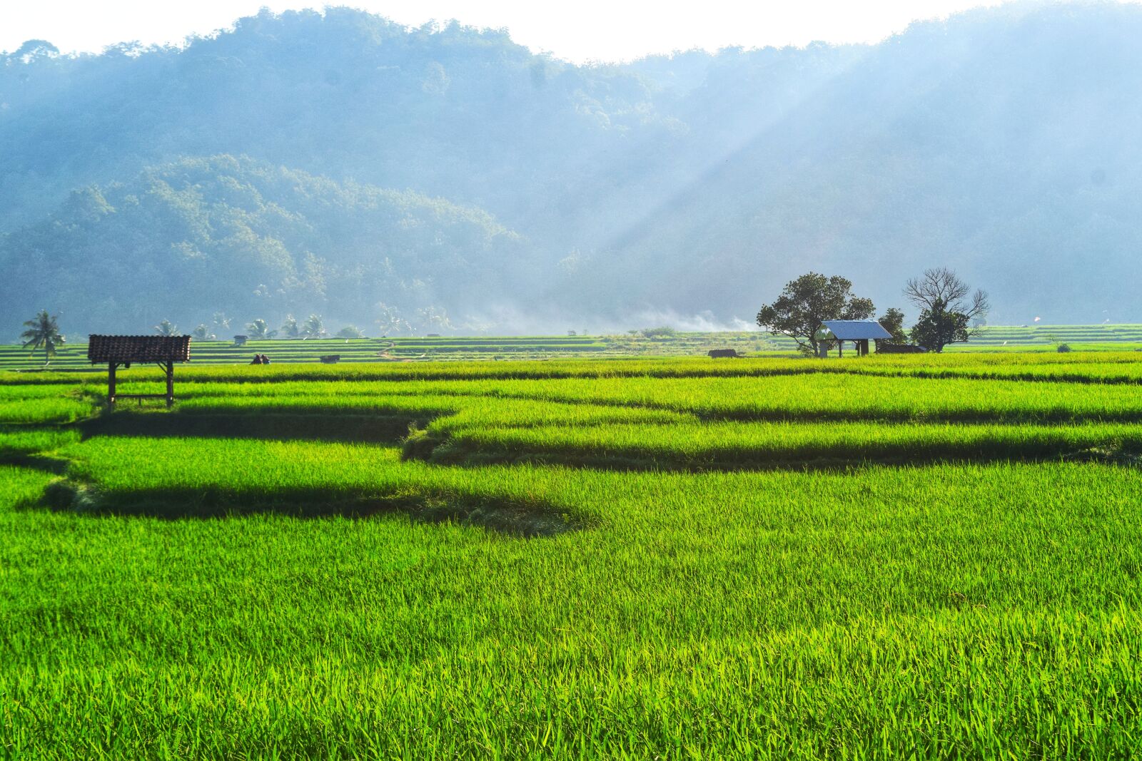 Nikon D3300 sample photo. Field, village, nature photography