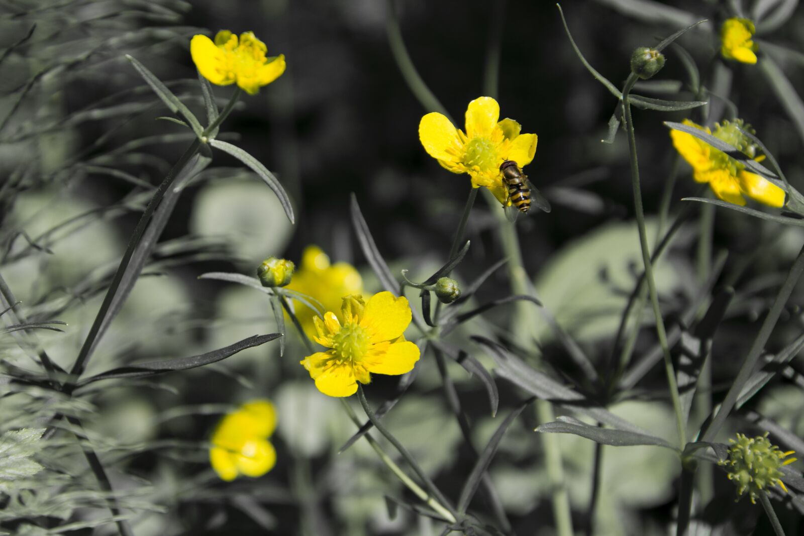 Nikon D7100 sample photo. Yellow, flower, flowers photography