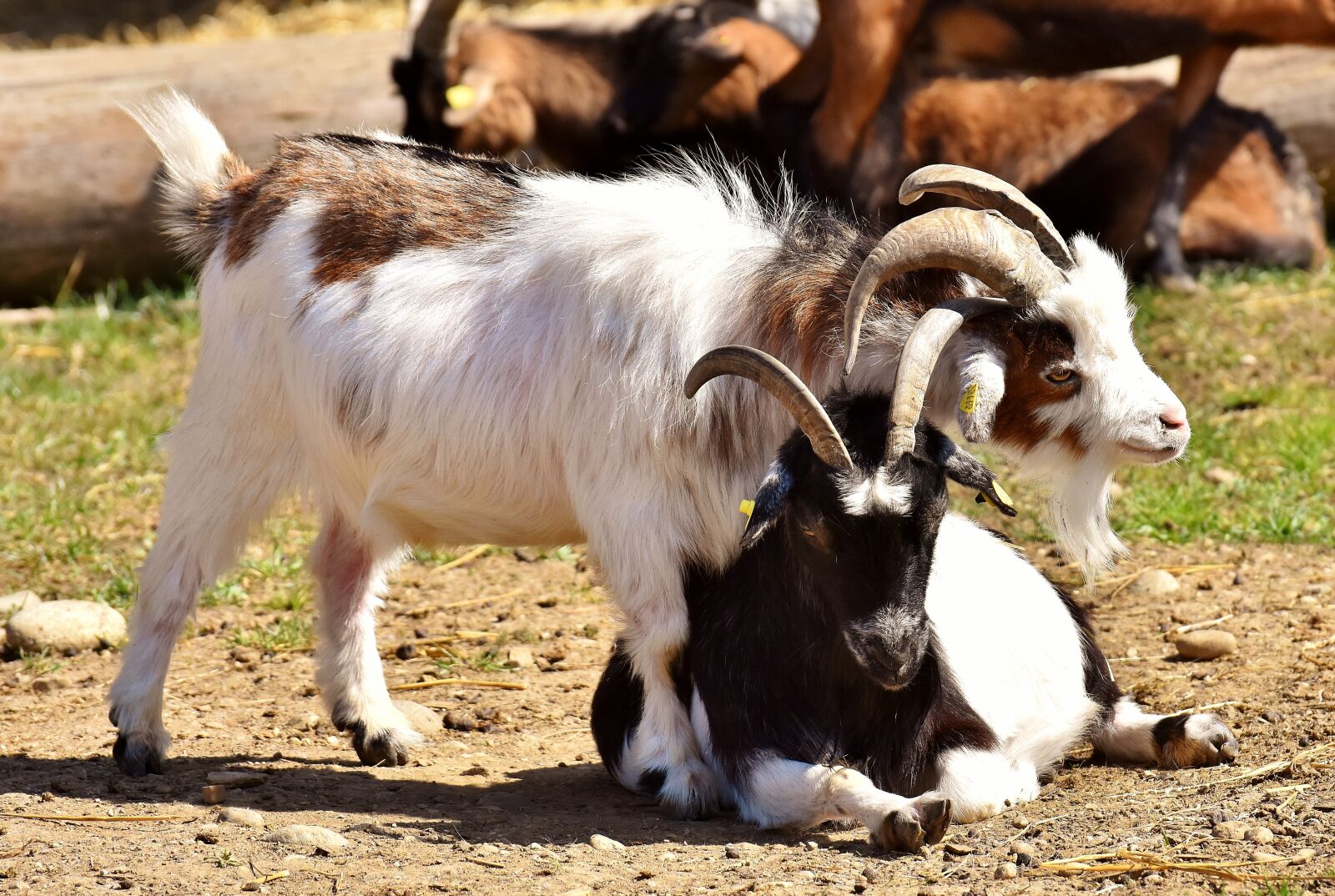 Nikon D7200 sample photo. Goats, play, cute photography