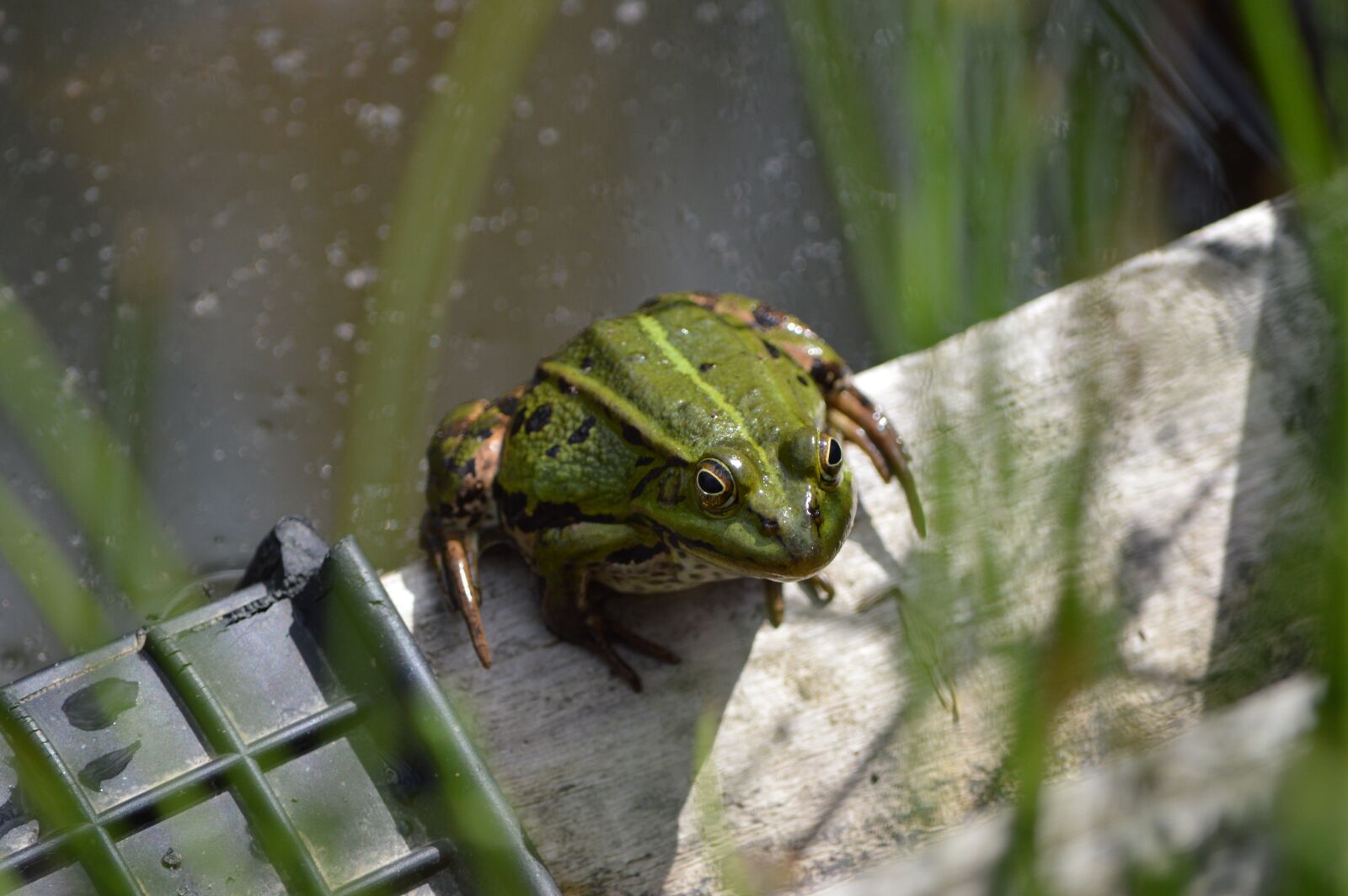 Nikon D3200 sample photo. Frog, pond, animal photography