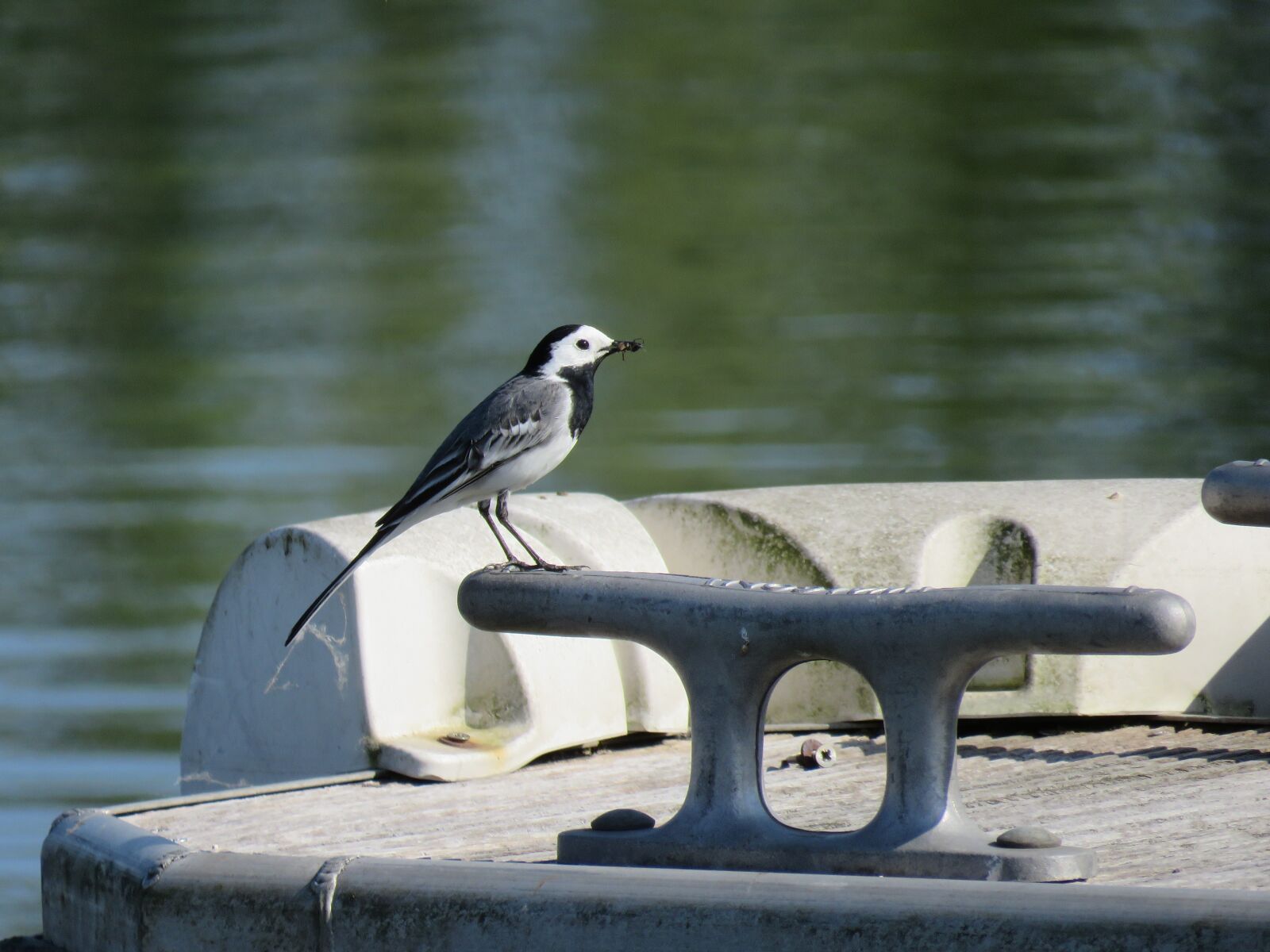 Canon PowerShot SX60 HS sample photo. White wagtail, bird, wagtail photography