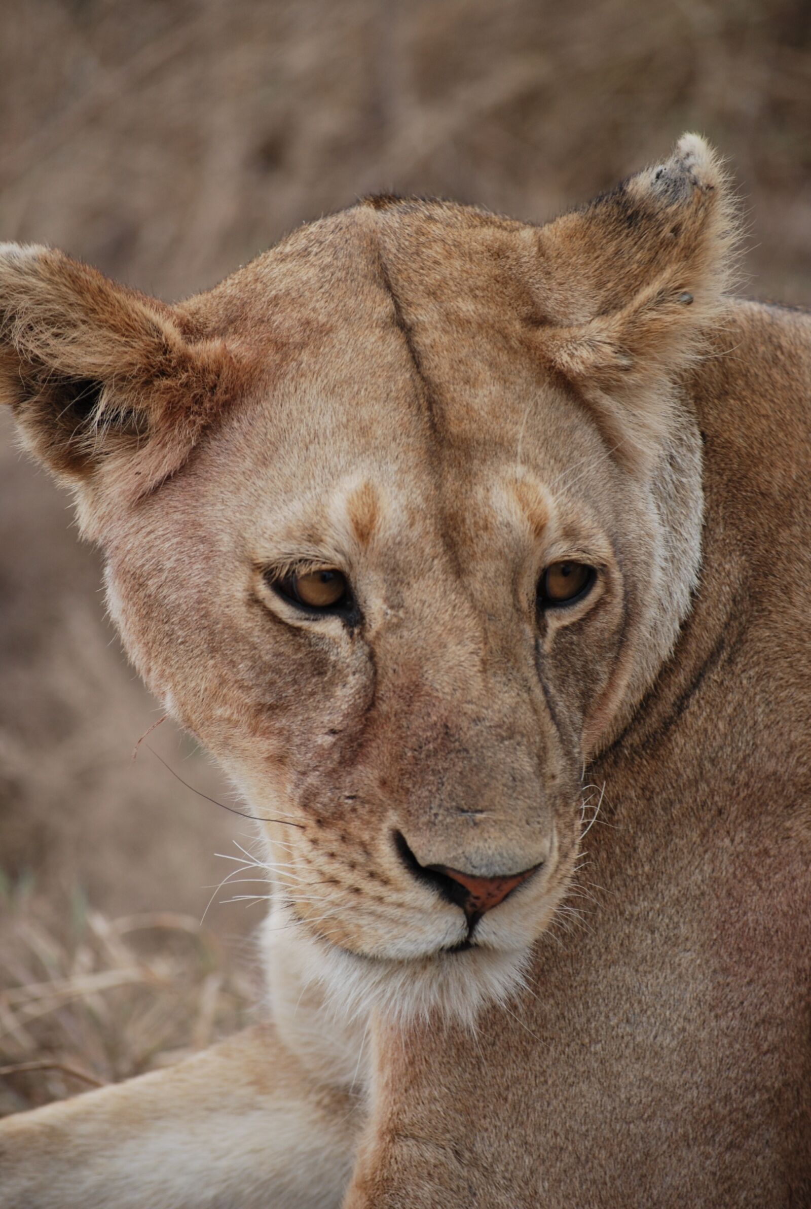 Nikon D60 sample photo. Lion, predator, africa photography