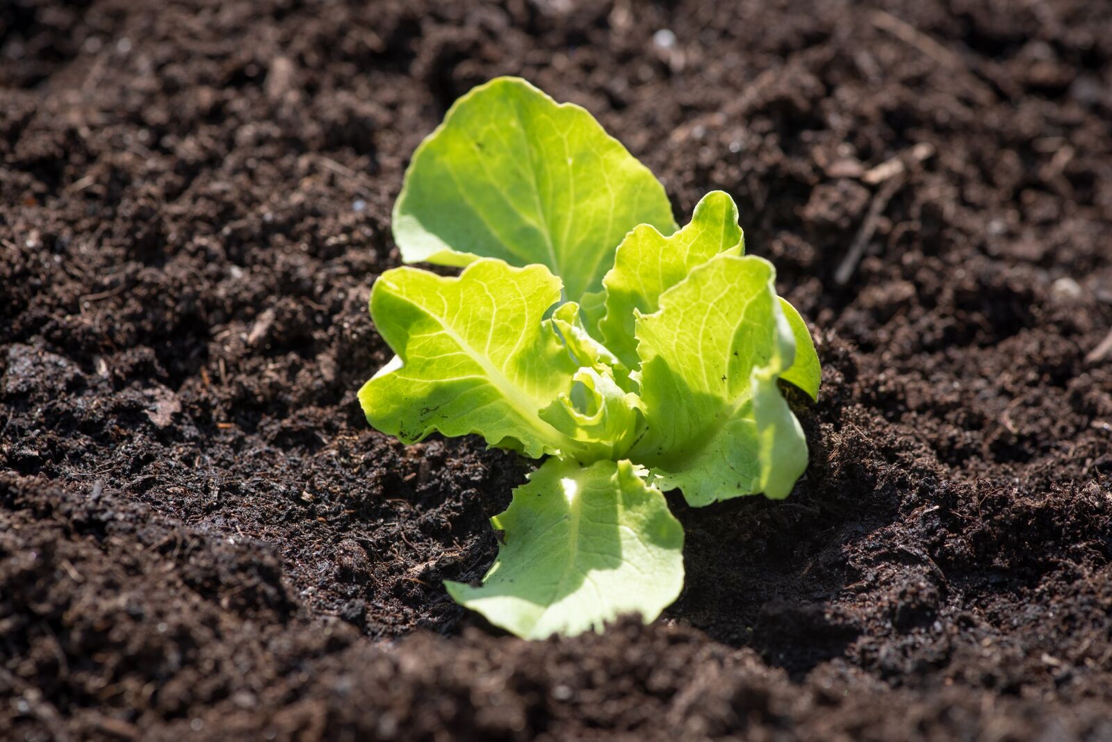 Nikon D750 sample photo. Lettuce seedling, green, fresh photography