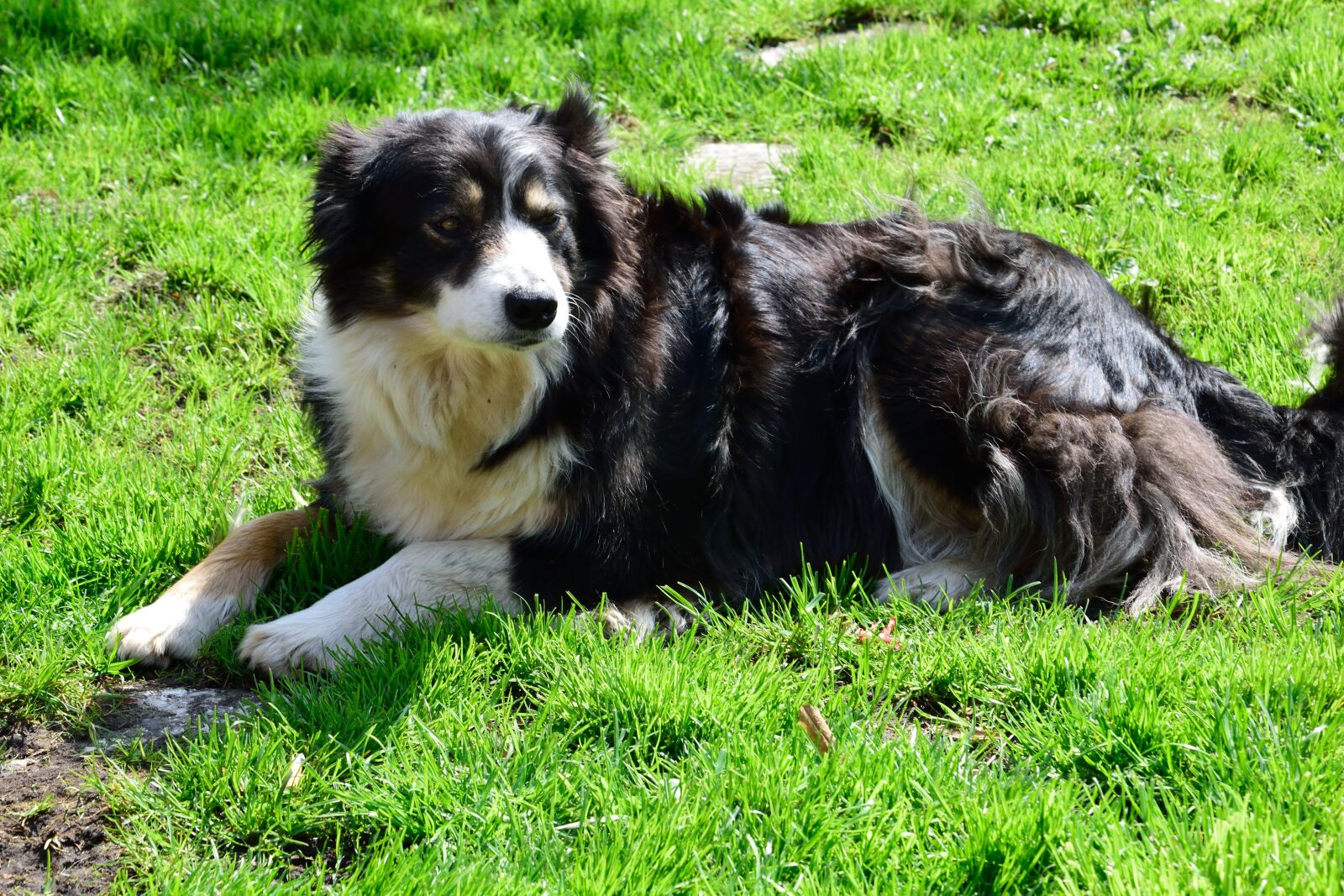 Nikon D3300 sample photo. Dog, collie, pet photography
