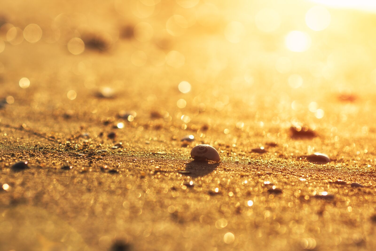 Nikon D7200 sample photo. Sand, snails, beach photography