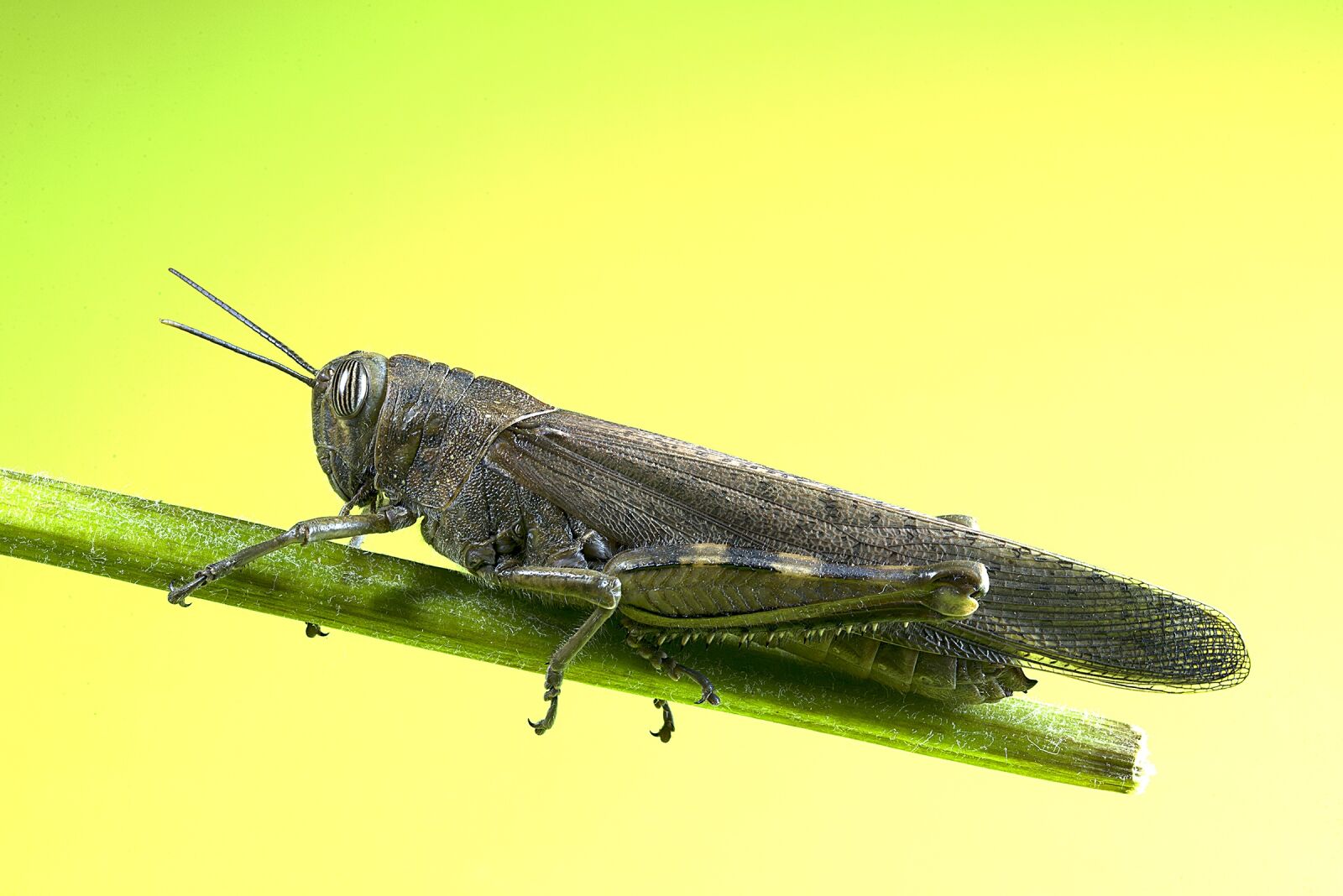Nikon D610 sample photo. Grasshopper, insect, macro photography