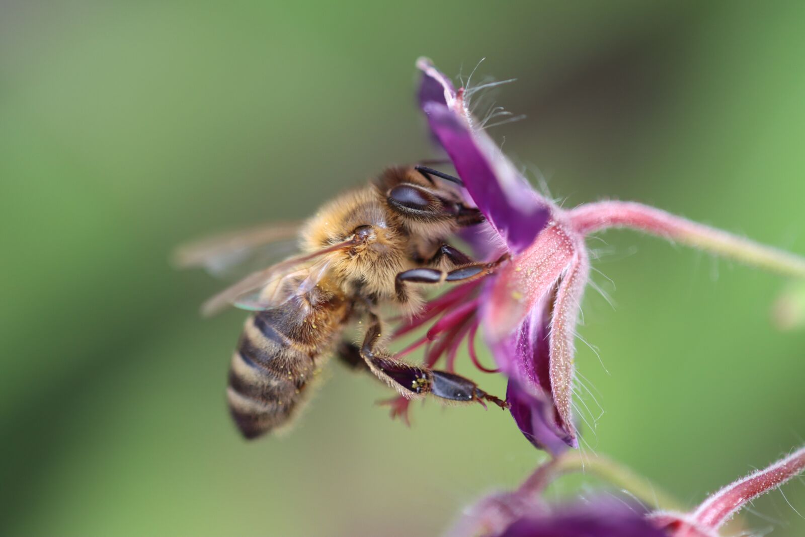 Canon EOS 90D sample photo. Bee, wasp, insect photography