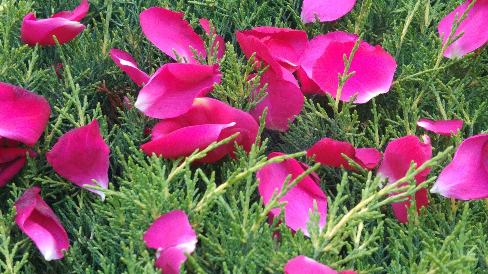 LG G4 sample photo. Petals, rose, pink photography