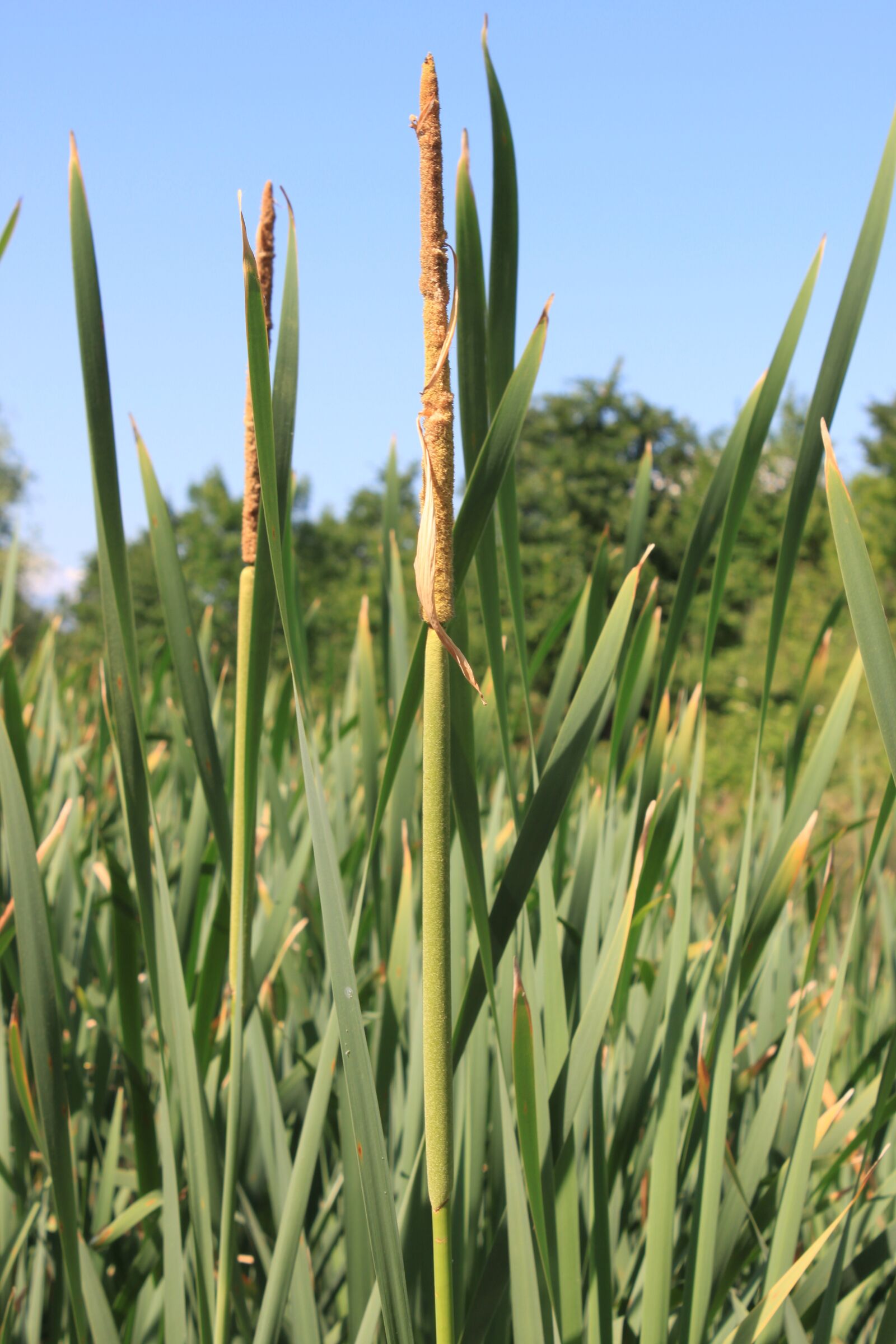 Canon EOS 500D (EOS Rebel T1i / EOS Kiss X3) sample photo. Bulrushes, green, invasive photography