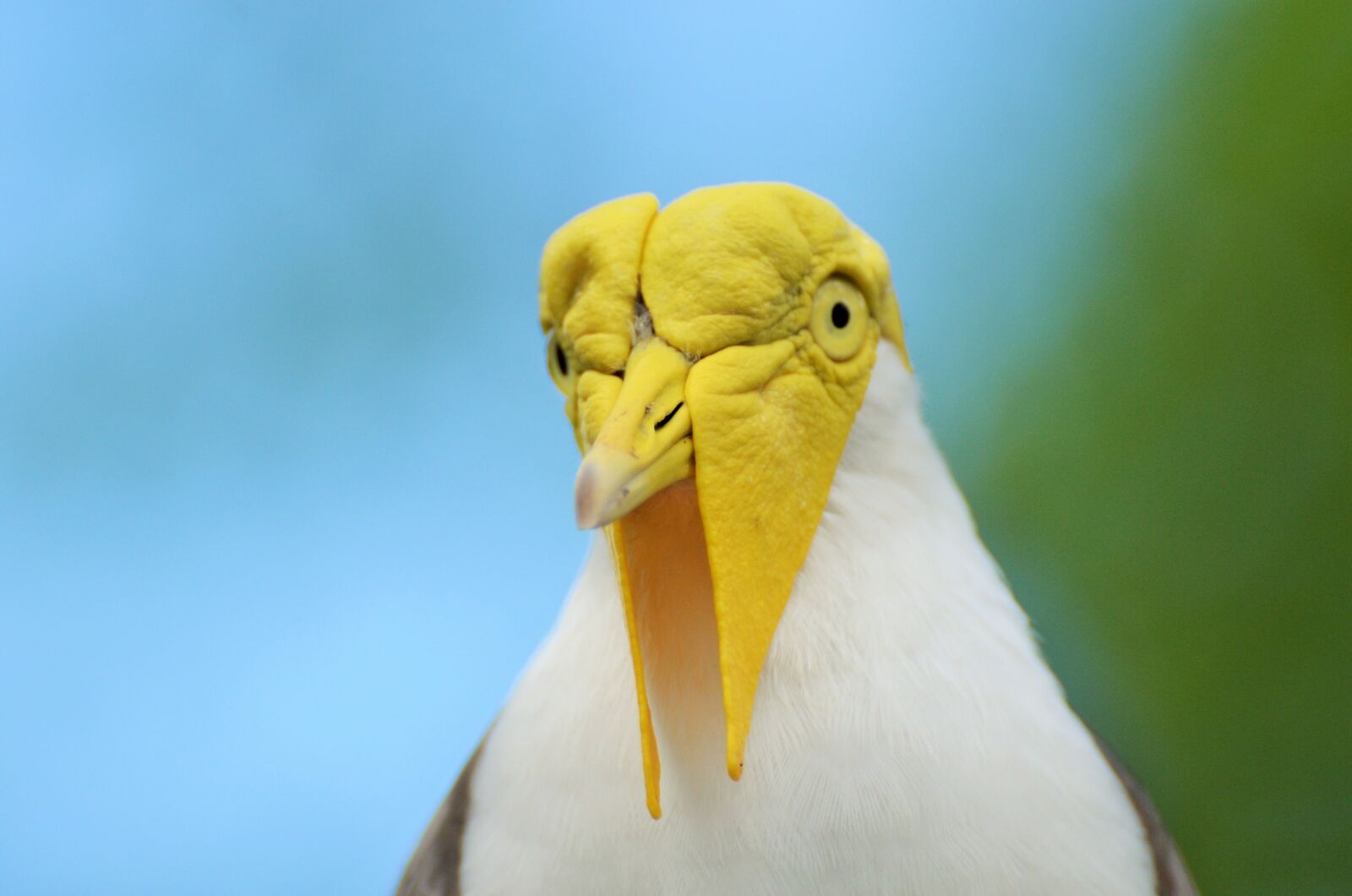 Nikon D5100 sample photo. Lapwing masked australian, vanellus photography
