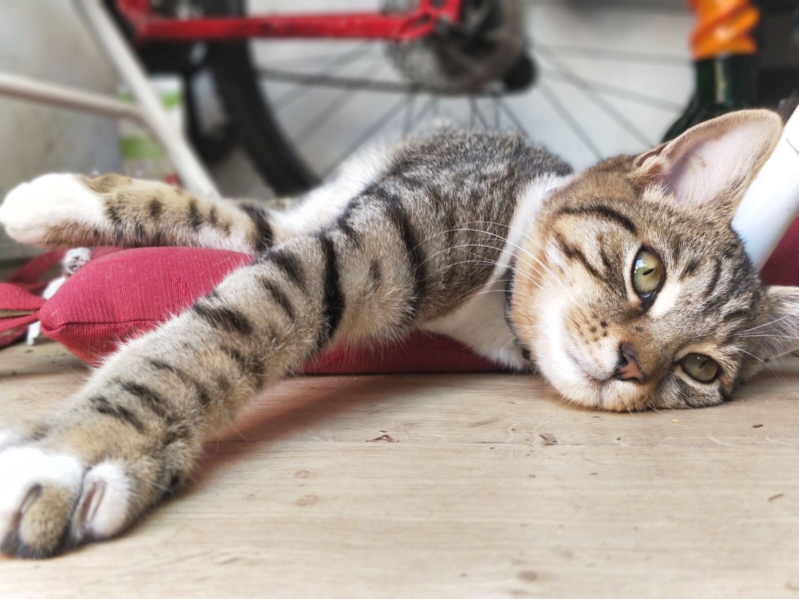 OnePlus 5 sample photo. Cat, animal, oneplus5 photography