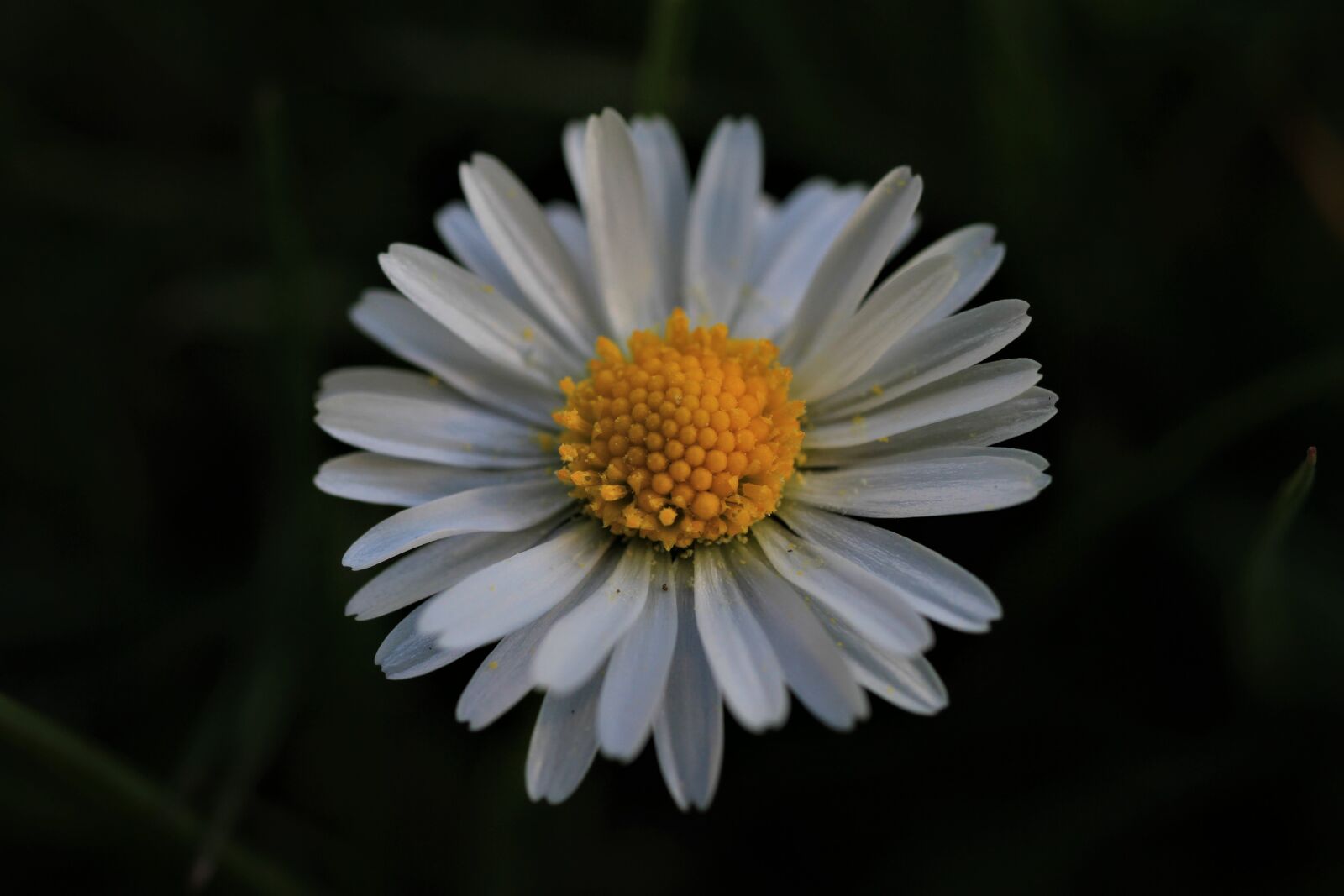 Canon EOS 7D sample photo. Daisy, yellow, white photography