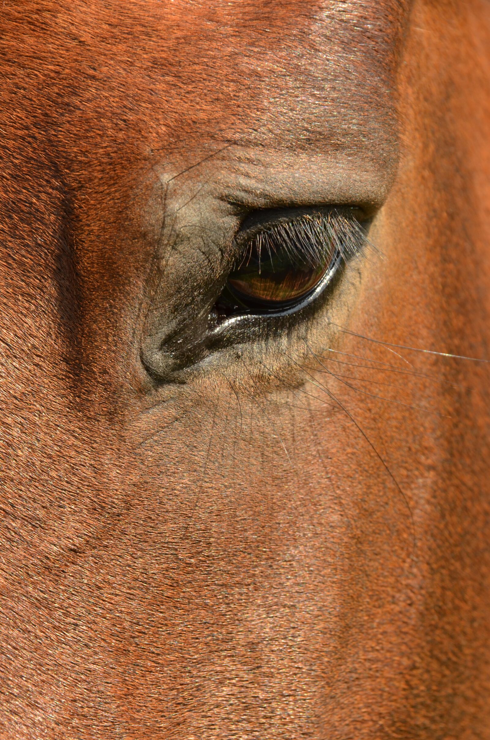 Nikon D7000 sample photo. Horse, eye, paardenoog photography