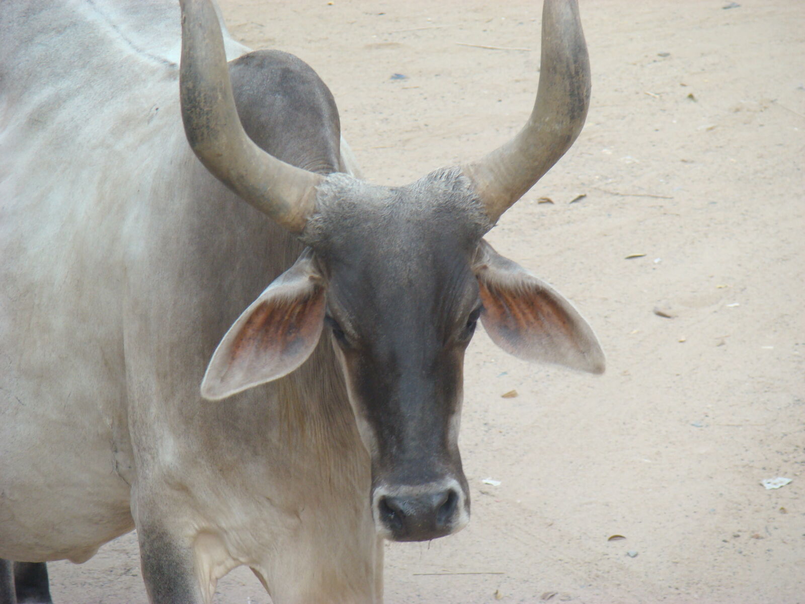 Sony DSC-H7 sample photo. Animal, cow, landscape photography
