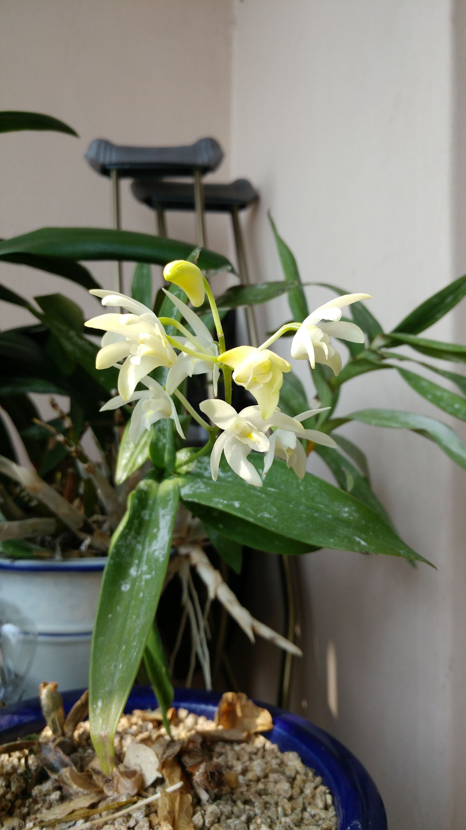 LG G5 sample photo. Spring, flowers, spring flowers photography
