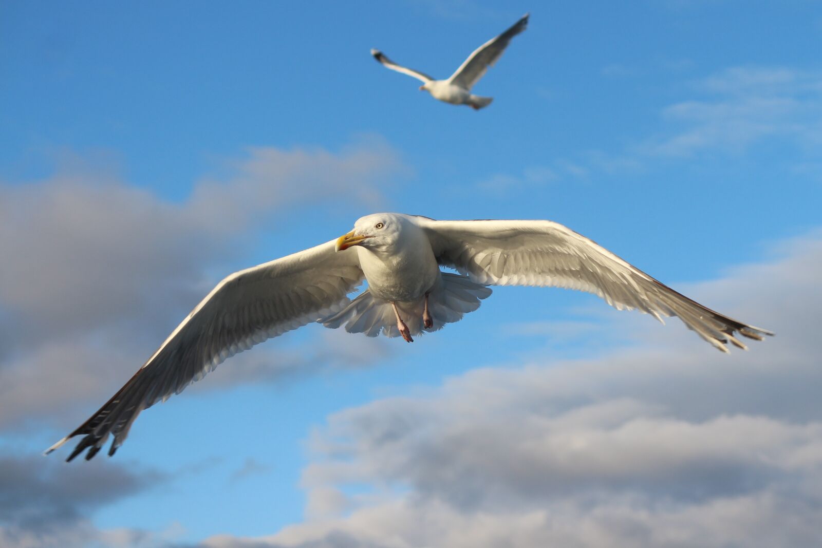 Canon EOS 700D (EOS Rebel T5i / EOS Kiss X7i) sample photo. Norway, seagull, bird photography