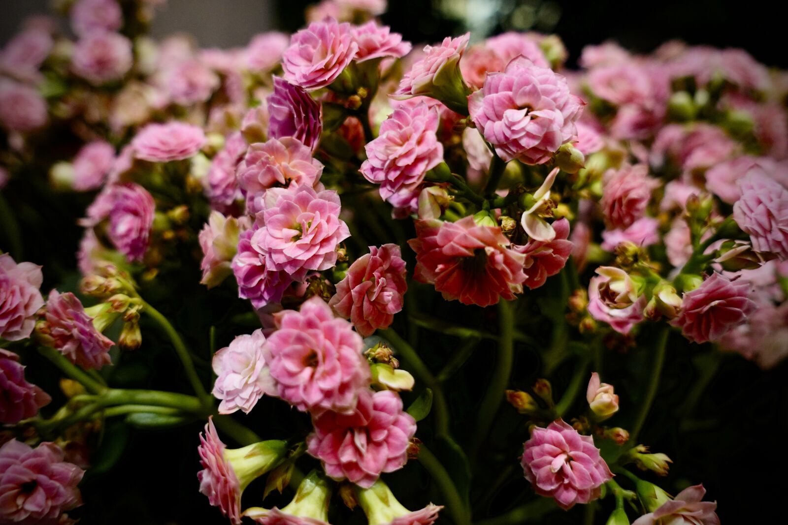 Sony DSC-RX100M5A sample photo. Pink, flowers, spring photography
