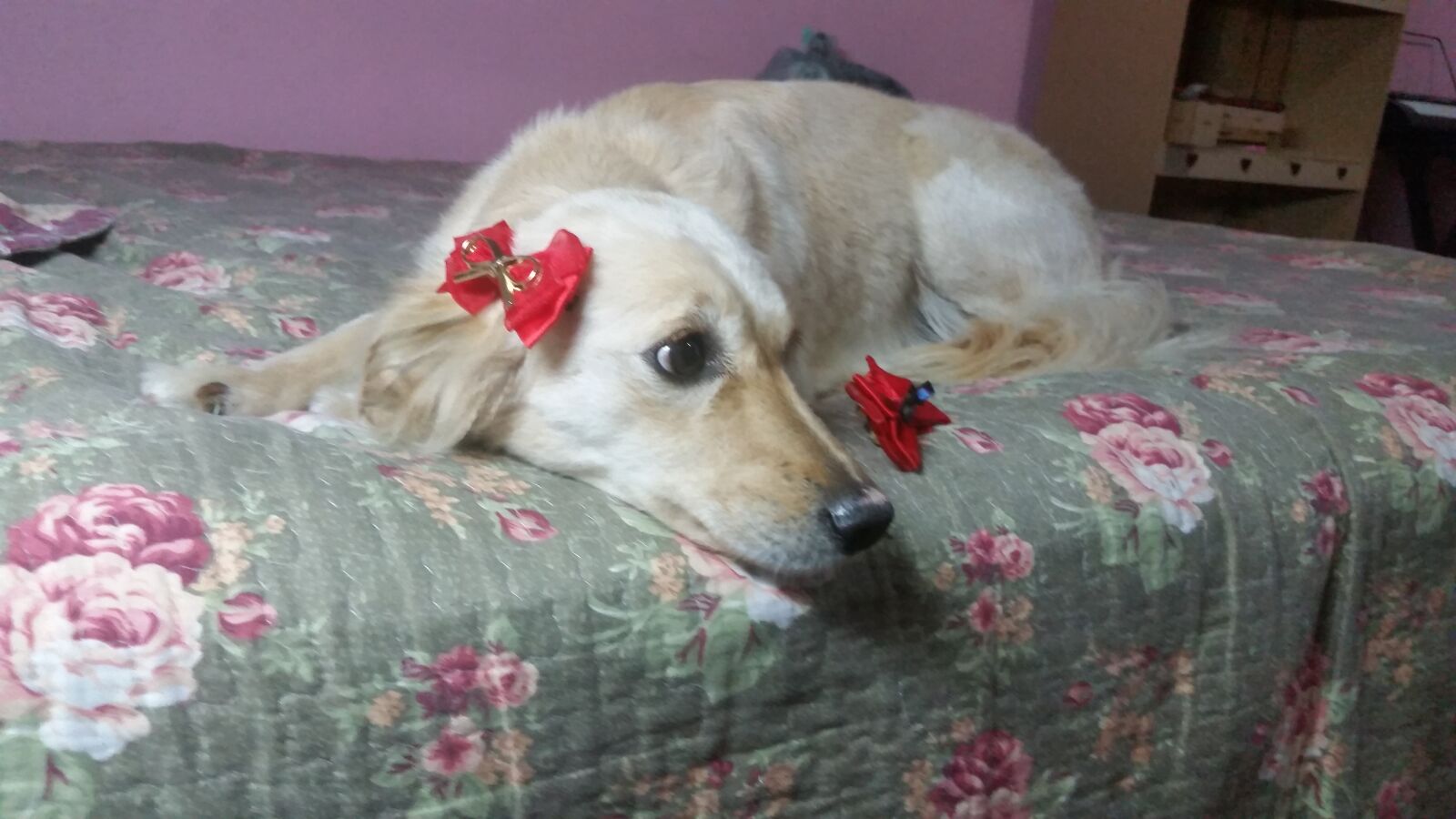 Samsung Galaxy S5 sample photo. Dog, cute, puppy photography