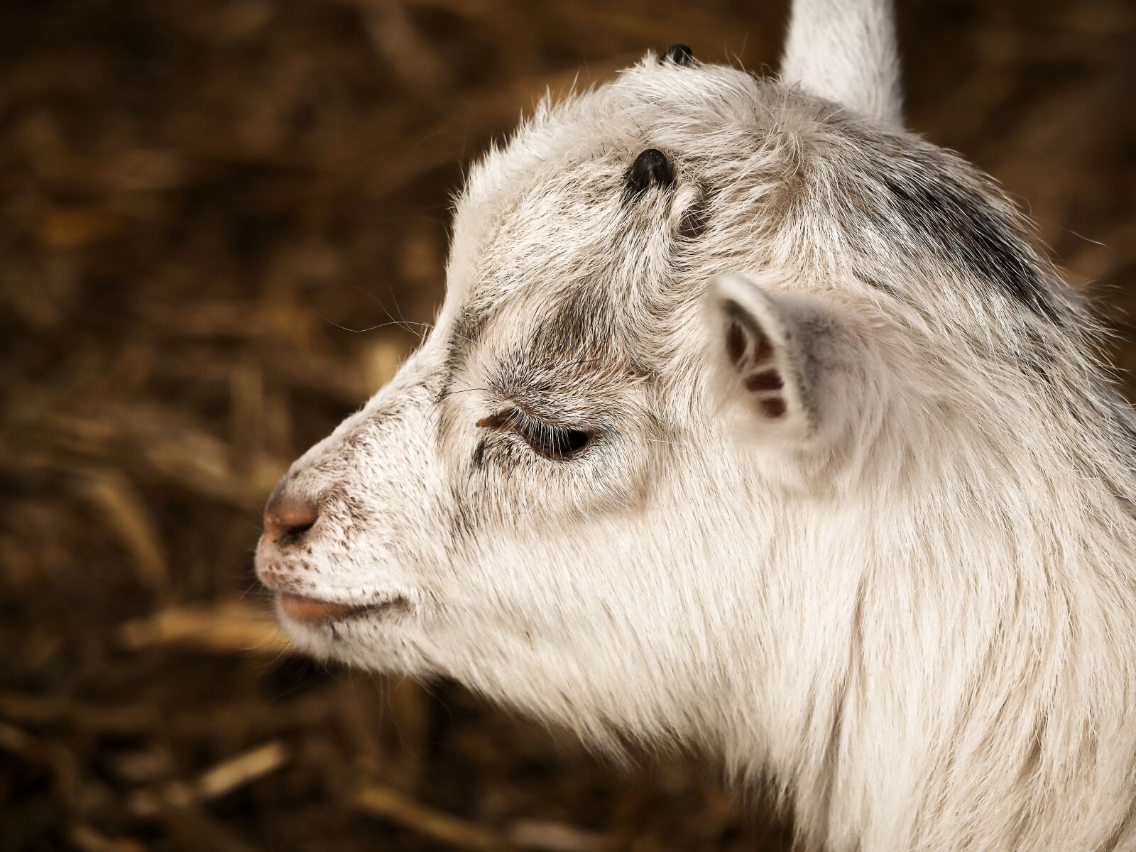 Olympus OM-D E-M10 sample photo. Goat, animal, farm photography