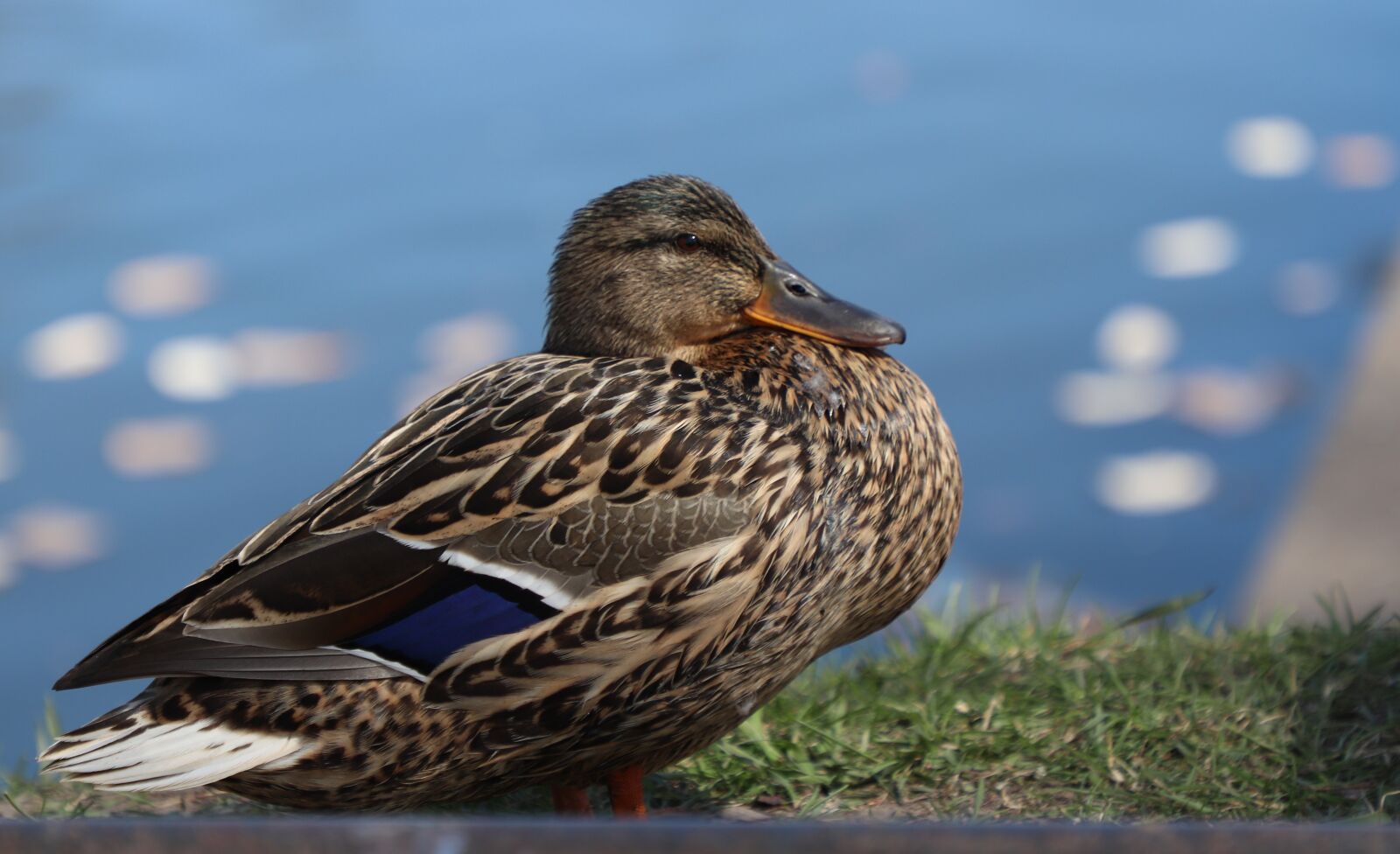 Canon EOS 77D (EOS 9000D / EOS 770D) sample photo. Duck, portrait, bird photography