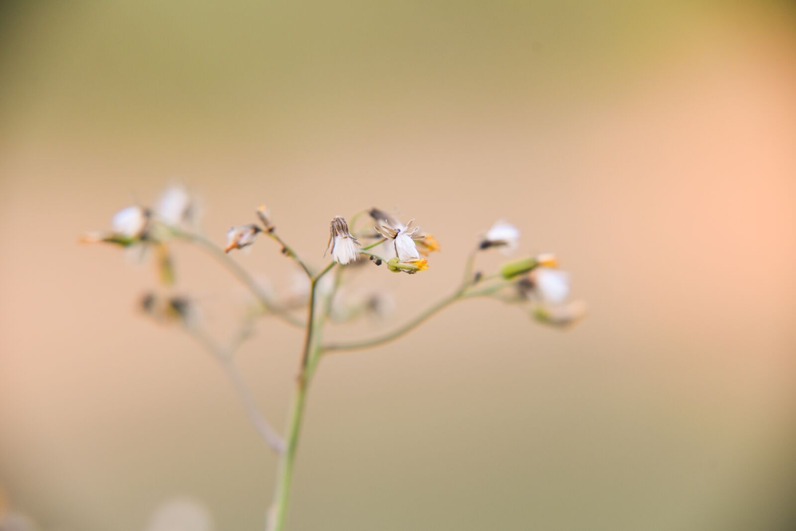 Nikon D750 sample photo. Nature, flower, leaf photography