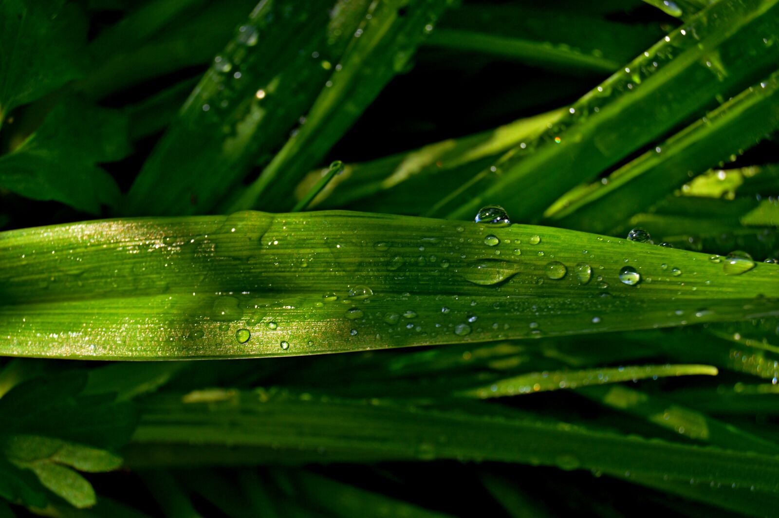 Nikon D3200 sample photo. Leaf, green, rosa photography