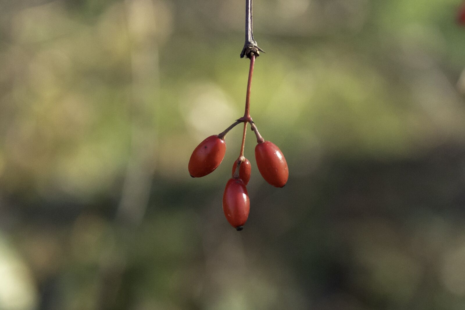 Canon EOS 1300D (EOS Rebel T6 / EOS Kiss X80) sample photo. Wildflower, fruits, fruit photography